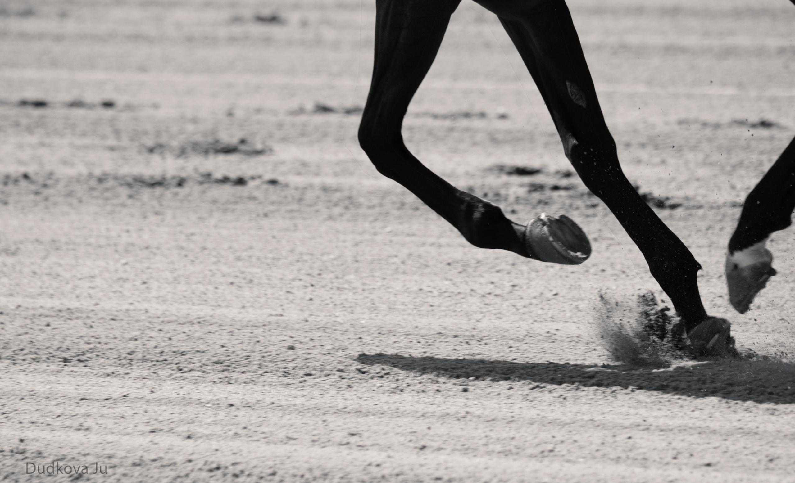 Ипподром. Фотограф в Москве Дудкова Юлия