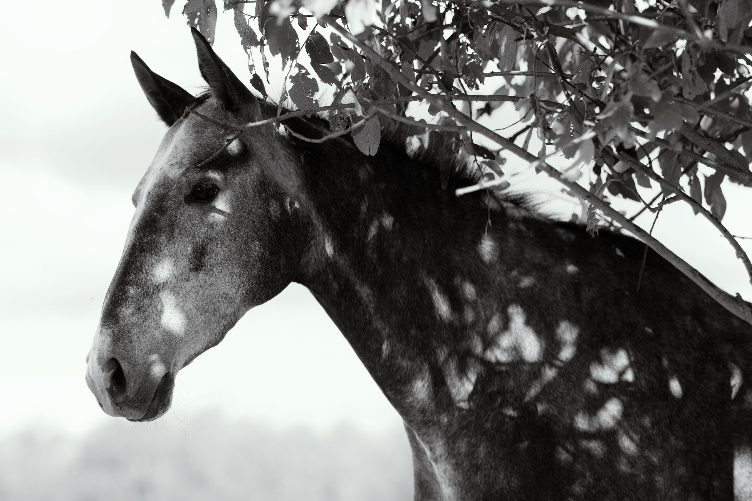 Черно-белая фотграфия лошади, ахалтекинская лошадь, тень