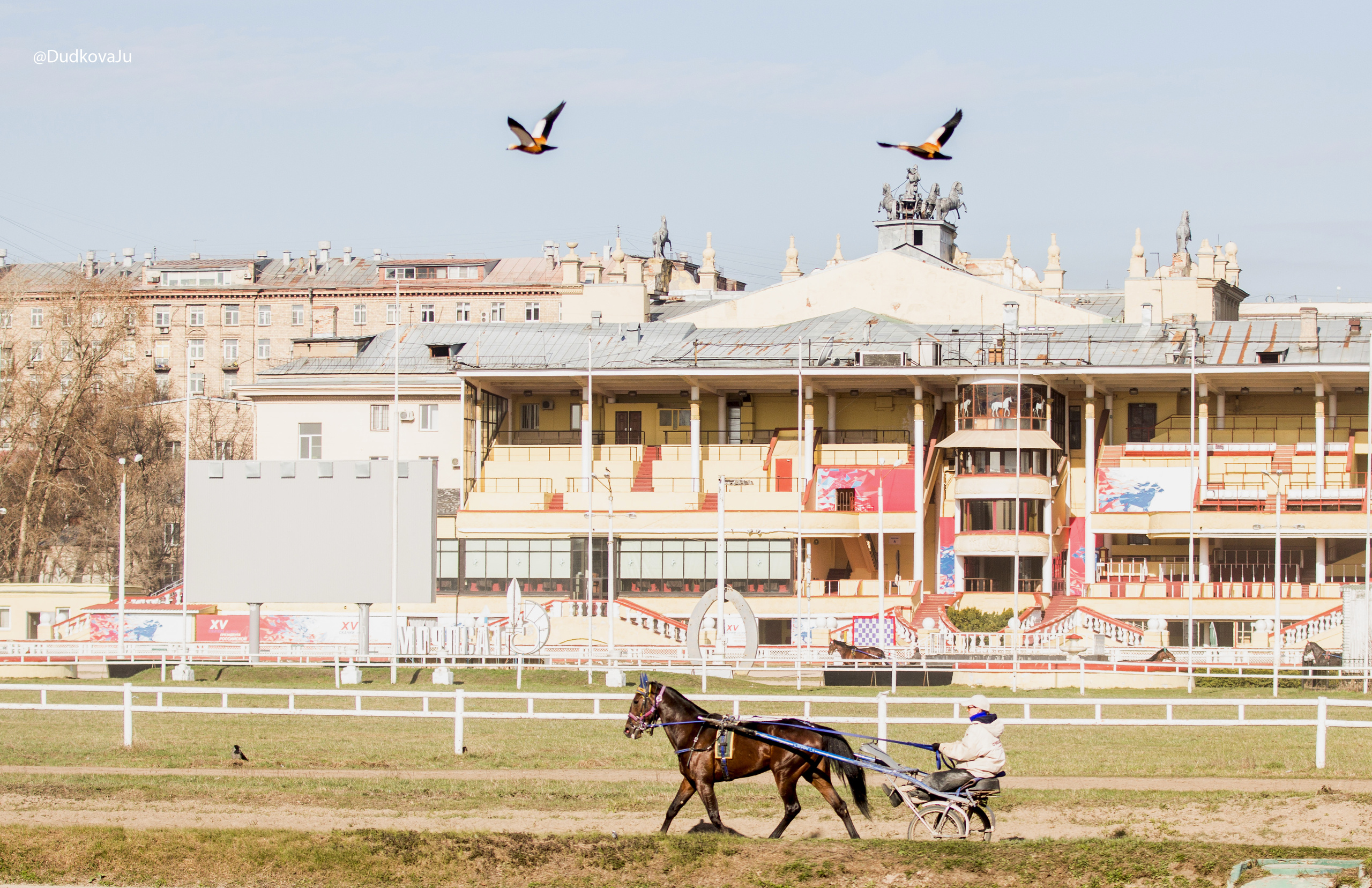 Ипподром. Фотограф в Москве Дудкова Юлия