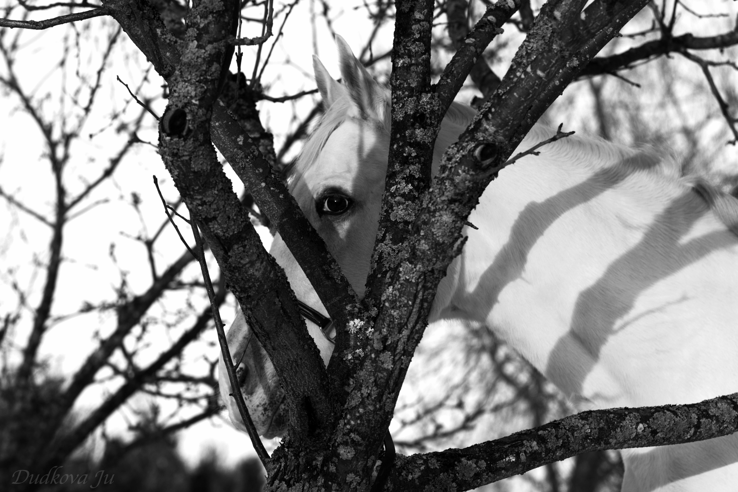 Другие лошади. Фотограф в Москве Дудкова Юлия