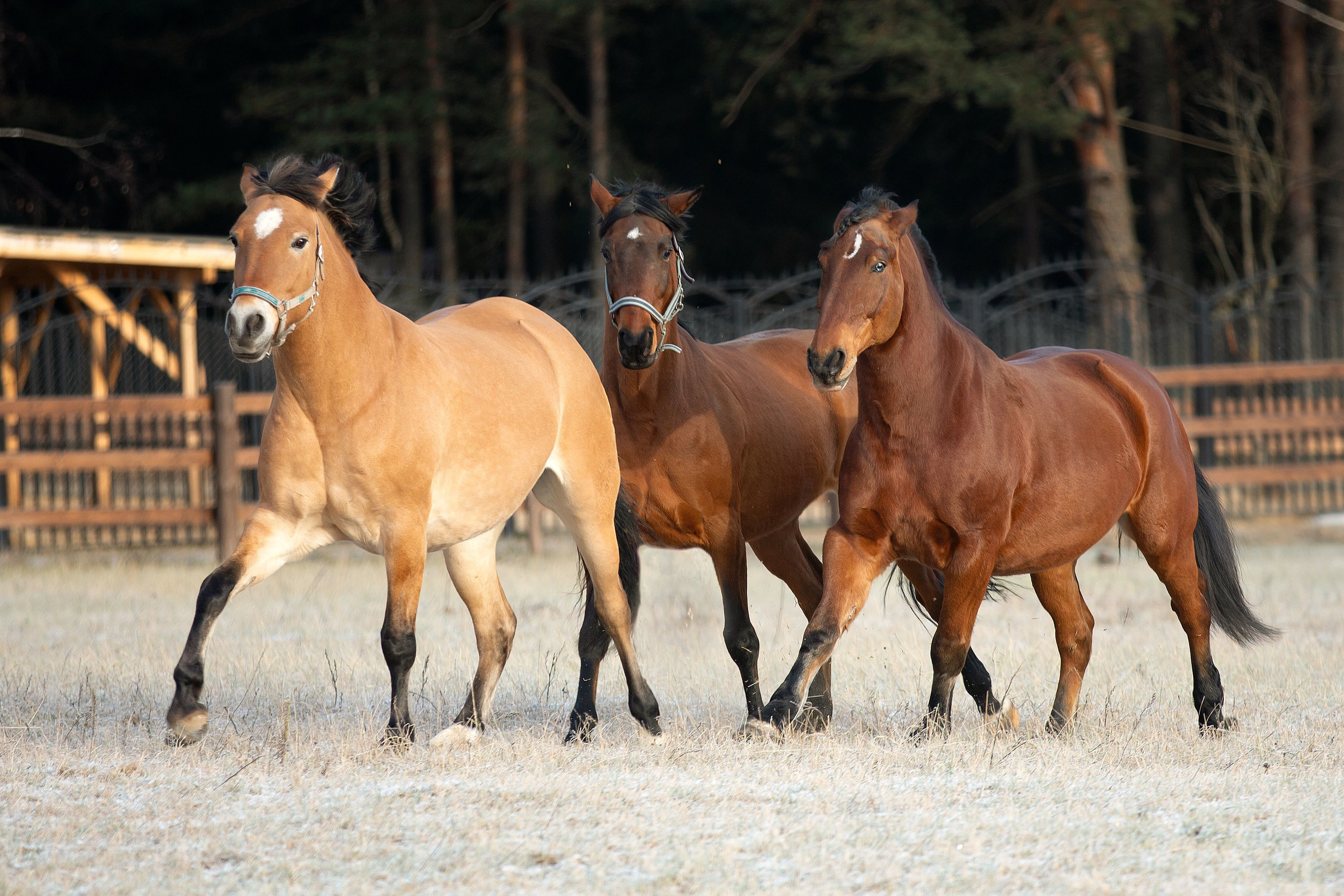 Другие лошади. Фотограф в Москве Дудкова Юлия