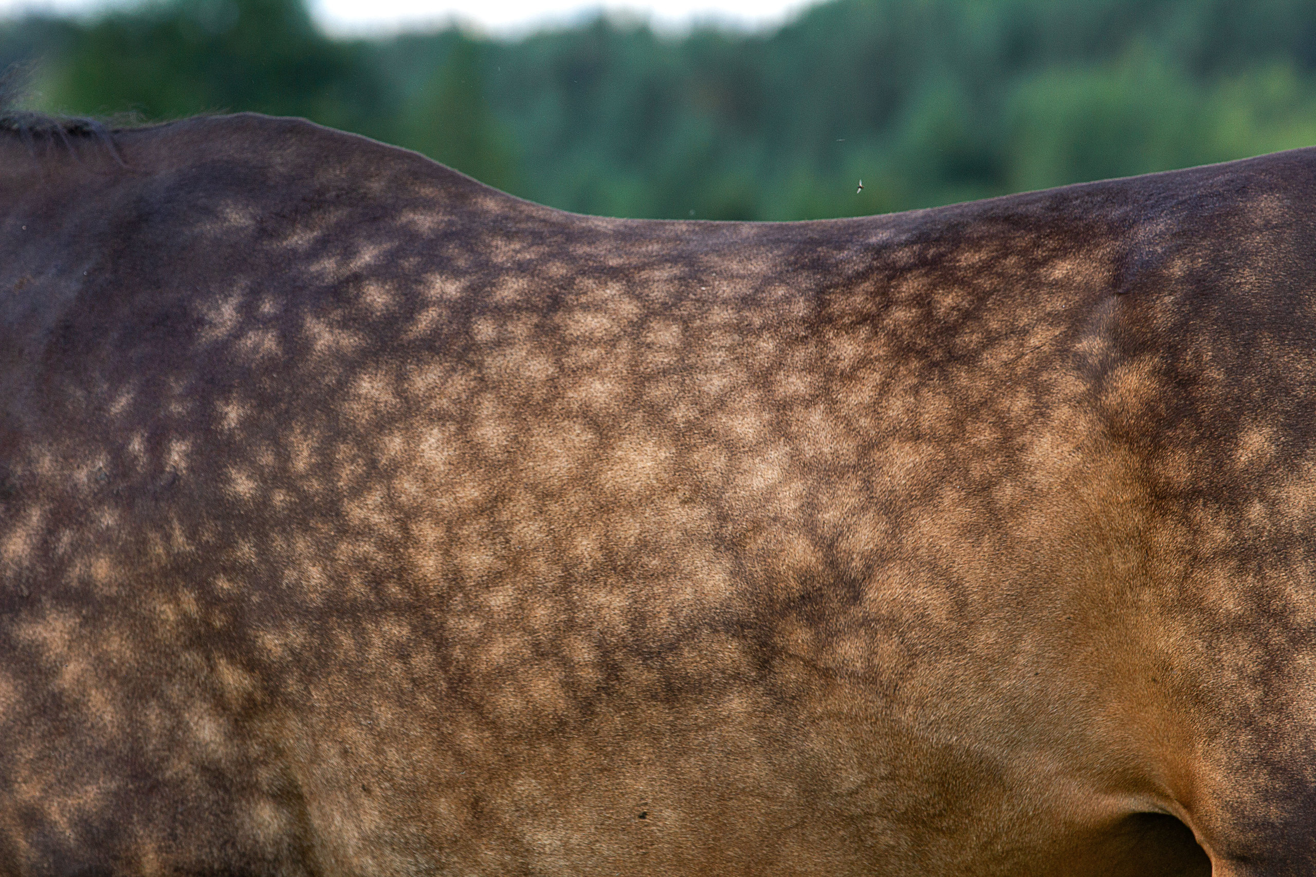 Буланая масть лошадей в яблоко