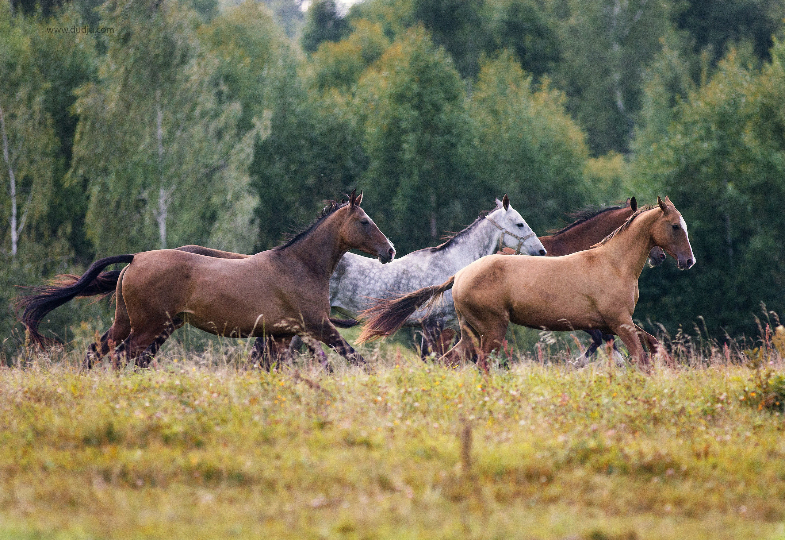 Ахалтекинские лошади, табун лошадей