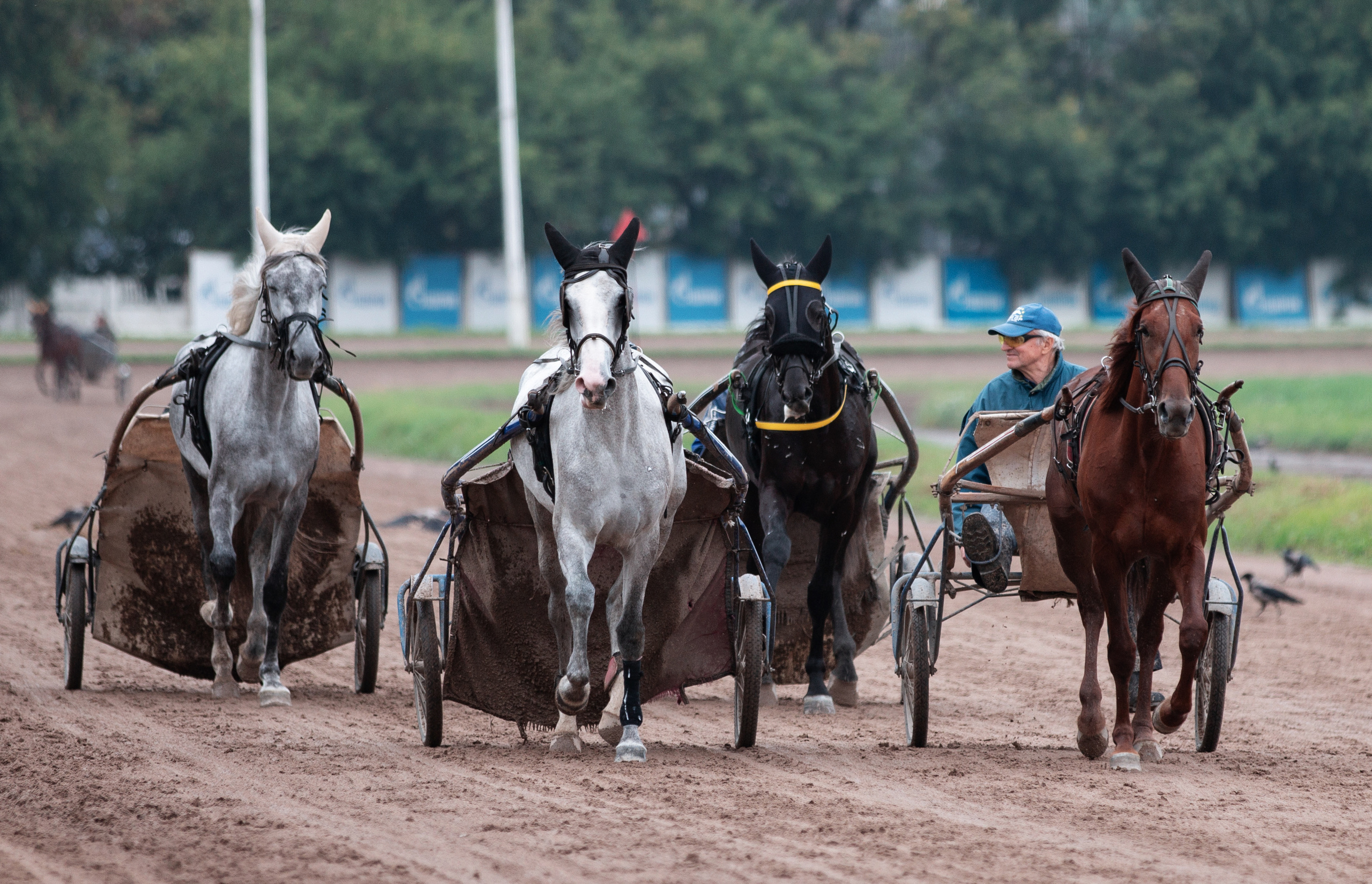 Ипподром. Фотограф в Москве Дудкова Юлия