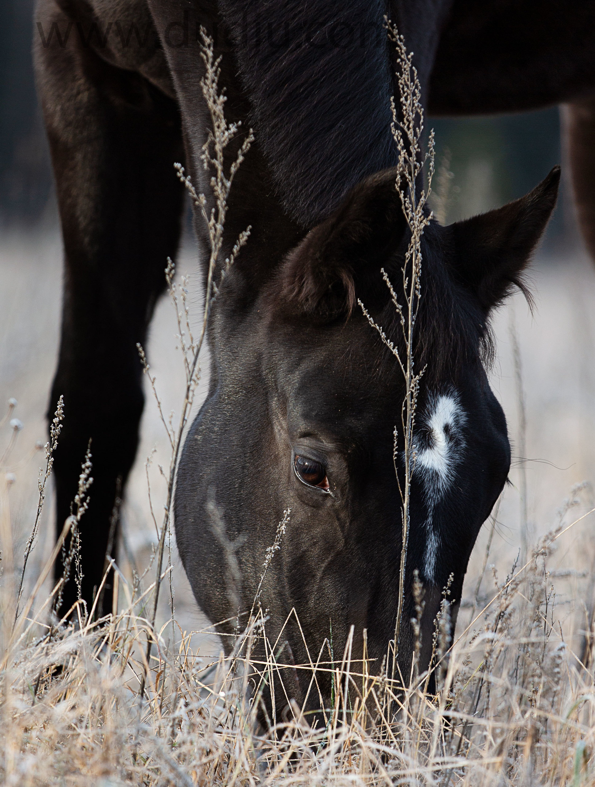 Другие лошади. Фотограф в Москве Дудкова Юлия