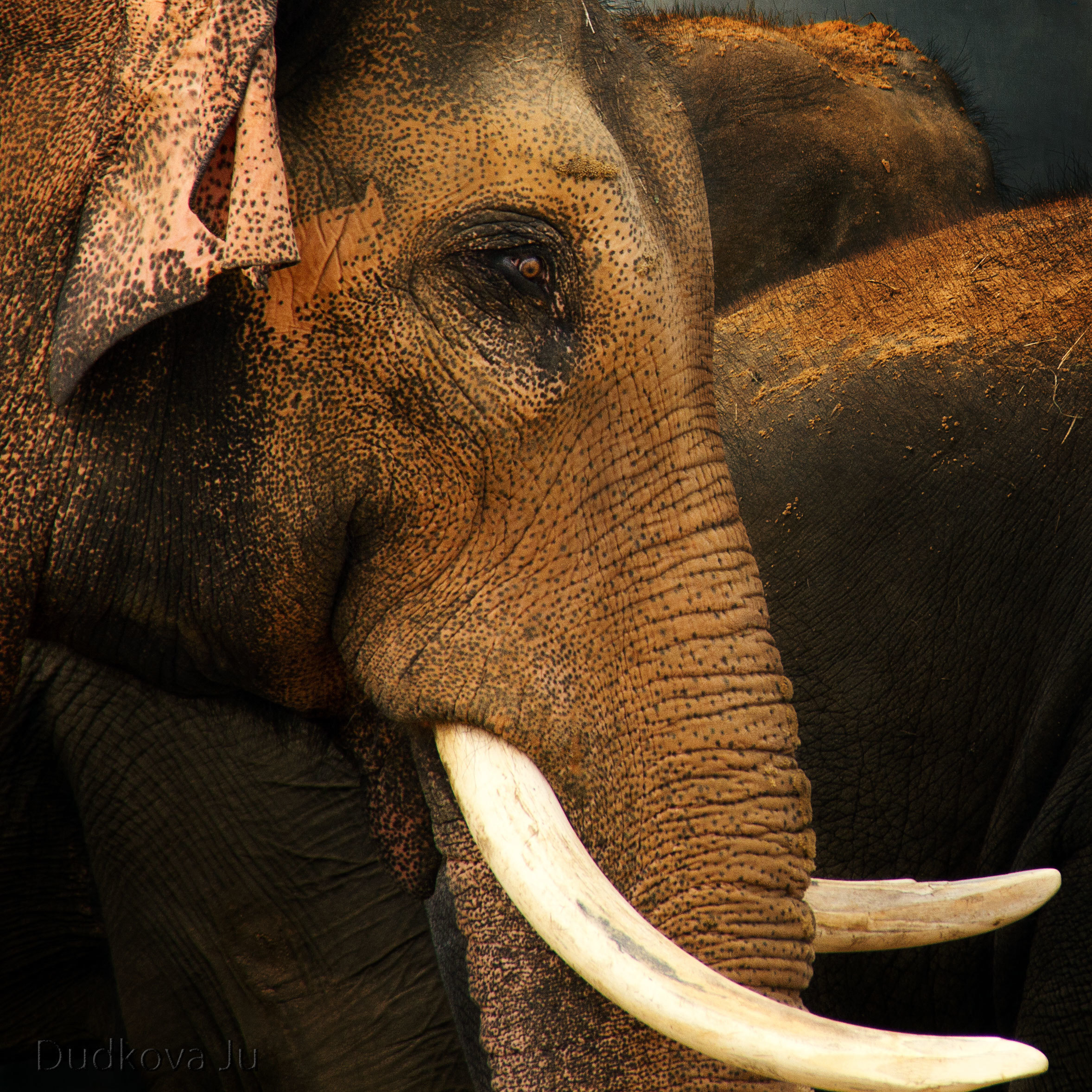 Другие животные. Фотограф в Москве Дудкова Юлия