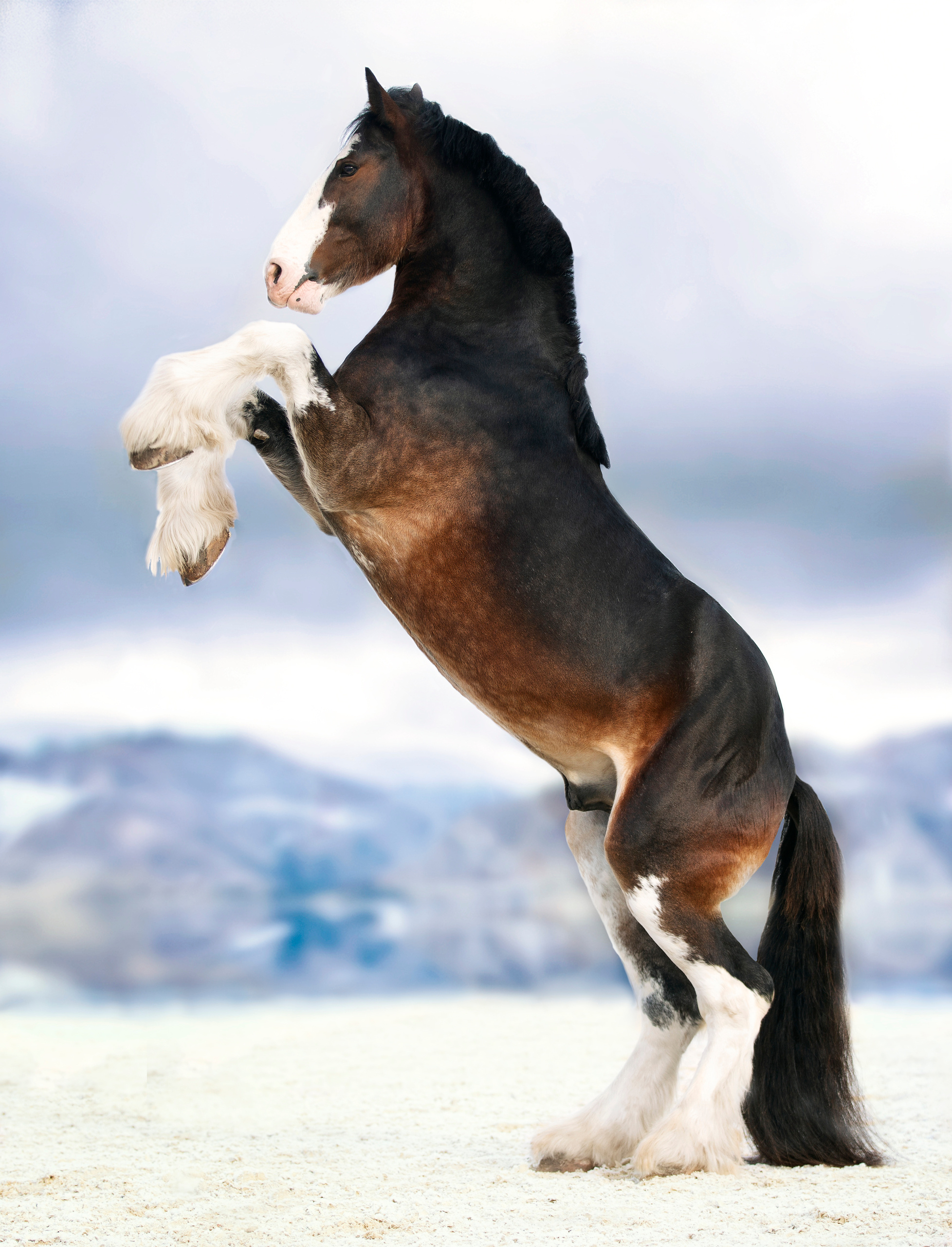 Другие лошади. Фотограф в Москве Дудкова Юлия