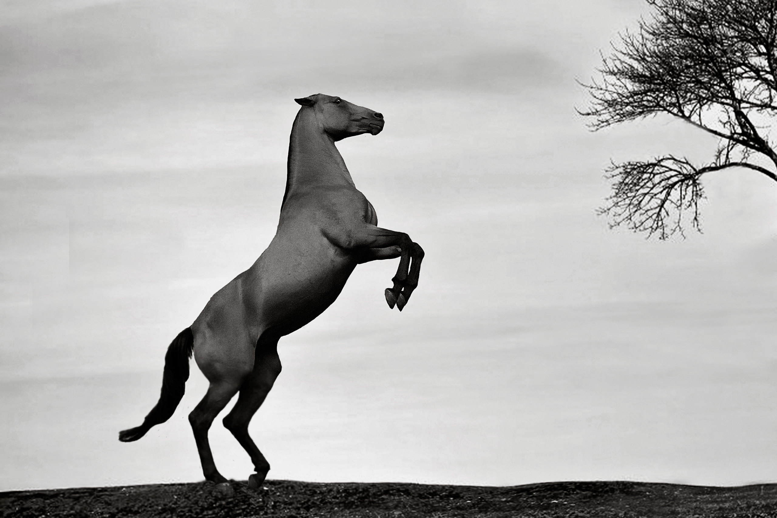 Другие лошади. Фотограф в Москве Дудкова Юлия