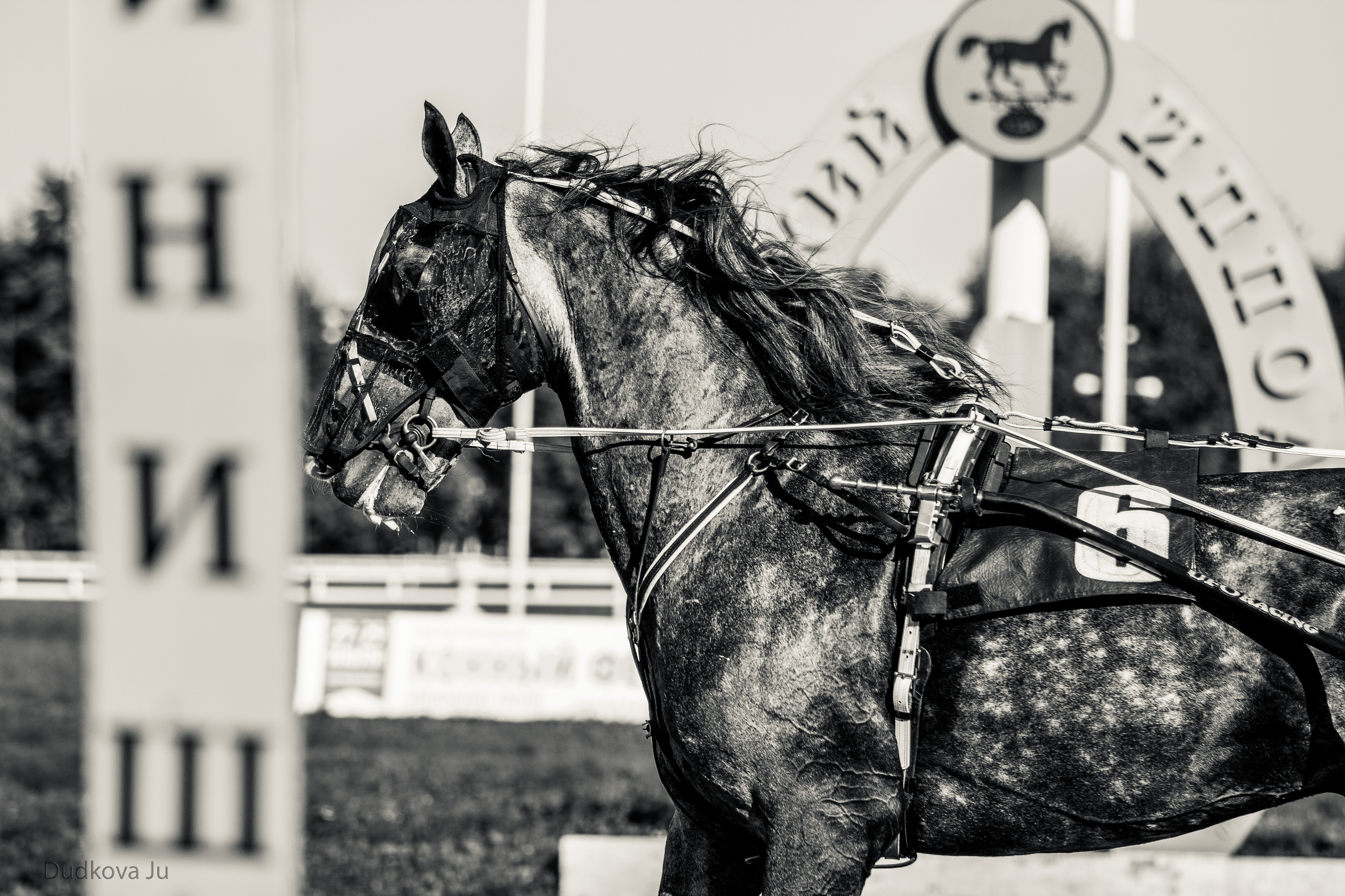 Ипподром. Фотограф в Москве Дудкова Юлия