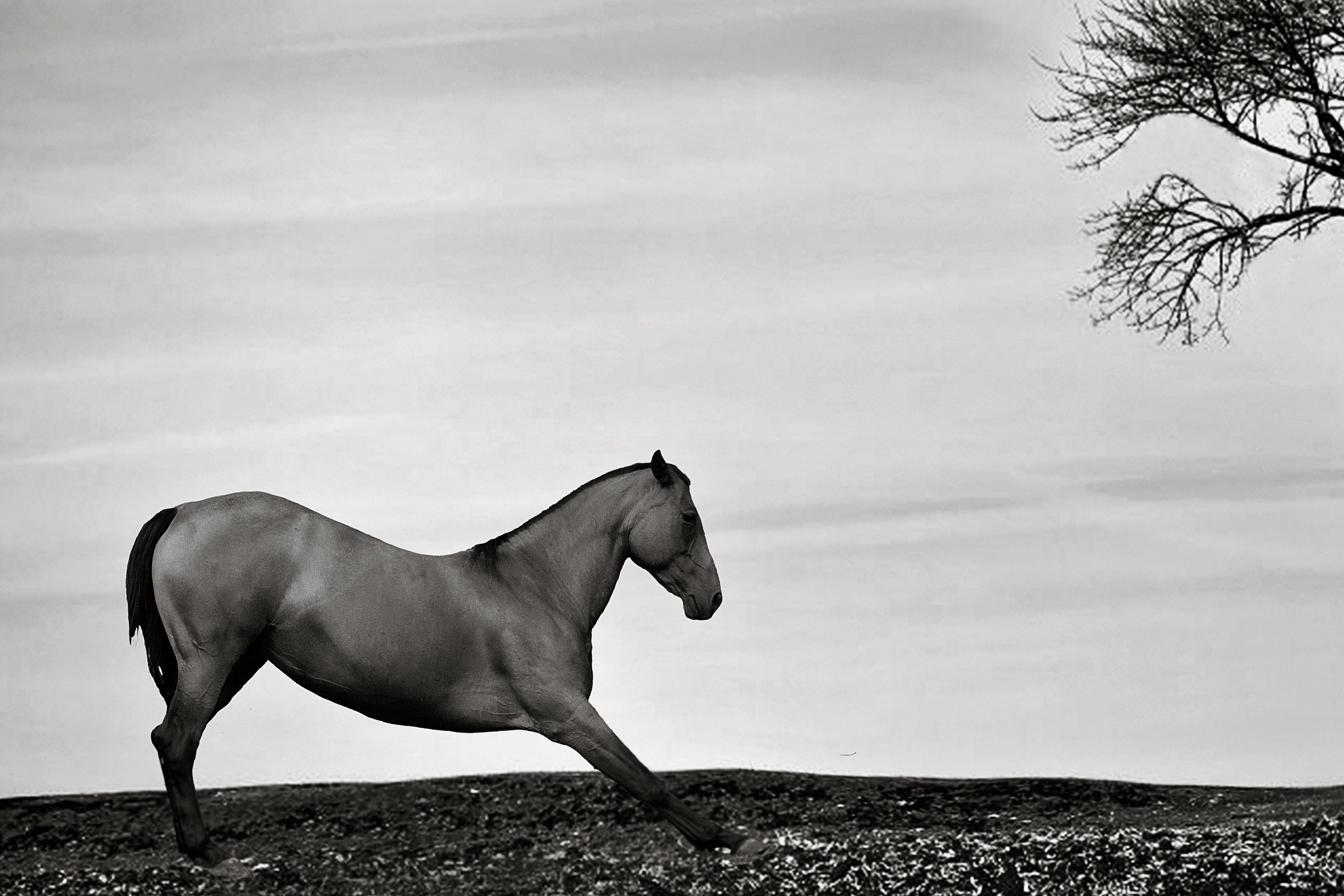 Другие лошади. Фотограф в Москве Дудкова Юлия