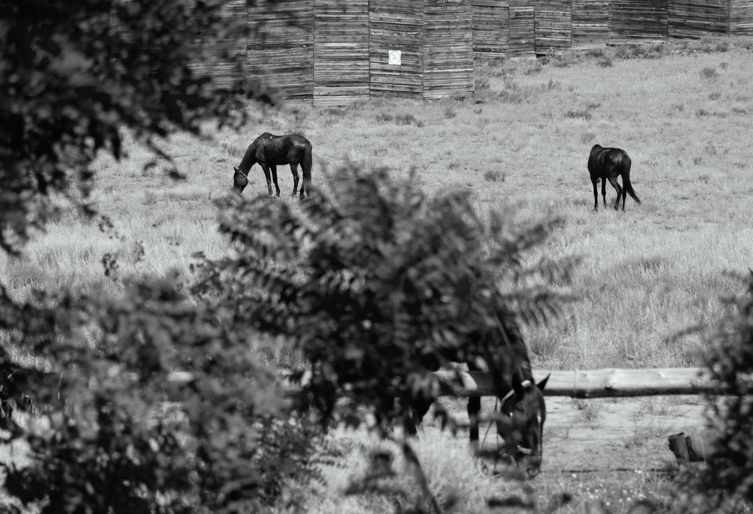 Другие лошади. Фотограф в Москве Дудкова Юлия