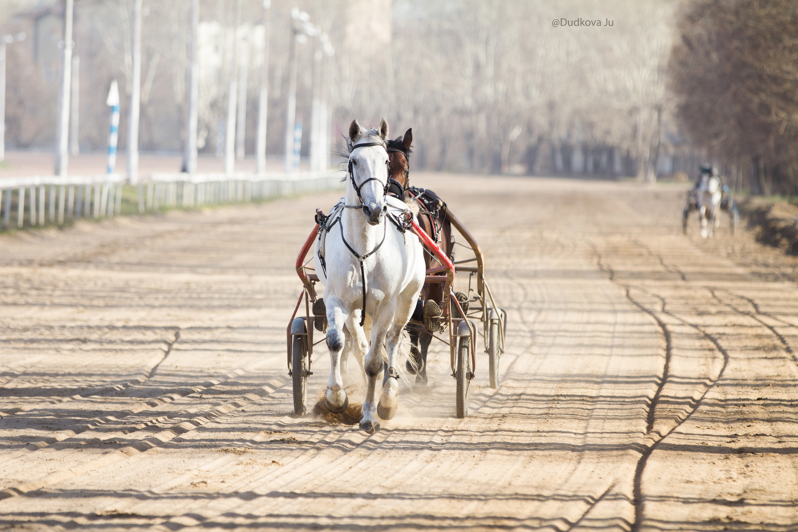 Ипподром. Фотограф в Москве Дудкова Юлия