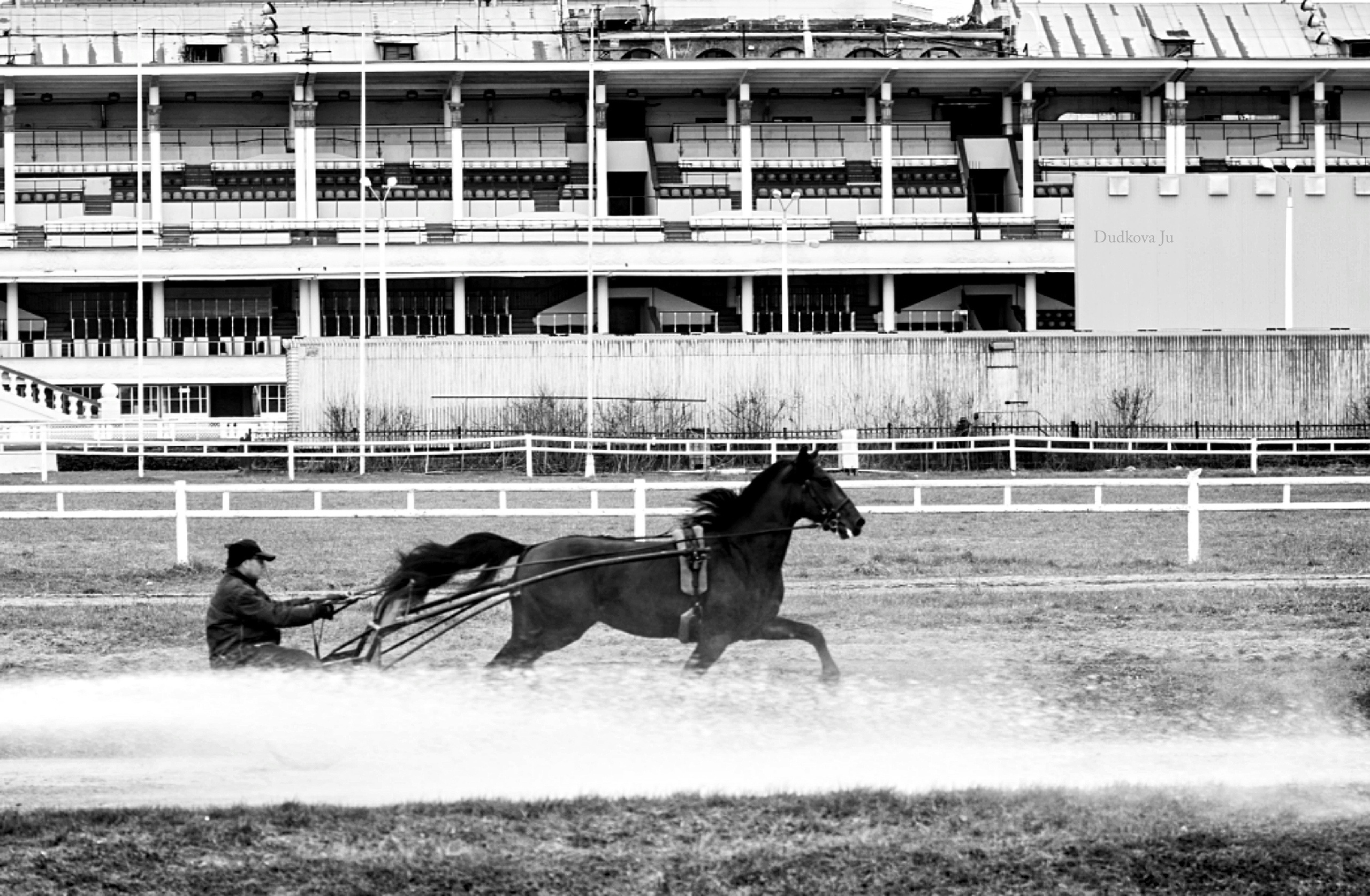 Ипподром. Фотограф в Москве Дудкова Юлия