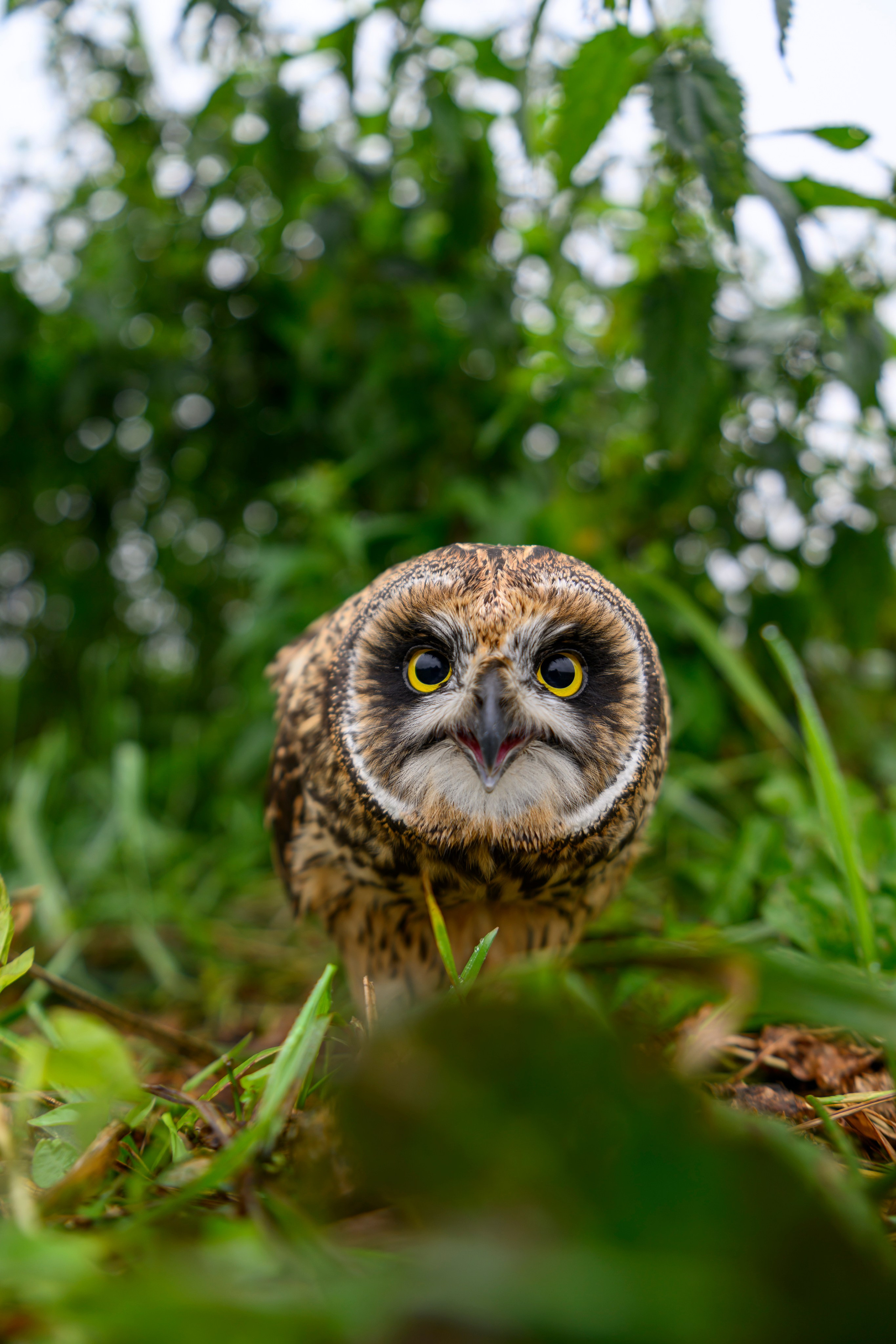 Фотосессия совенка | Owlet photo session. Фотограф Сергей Пупонин