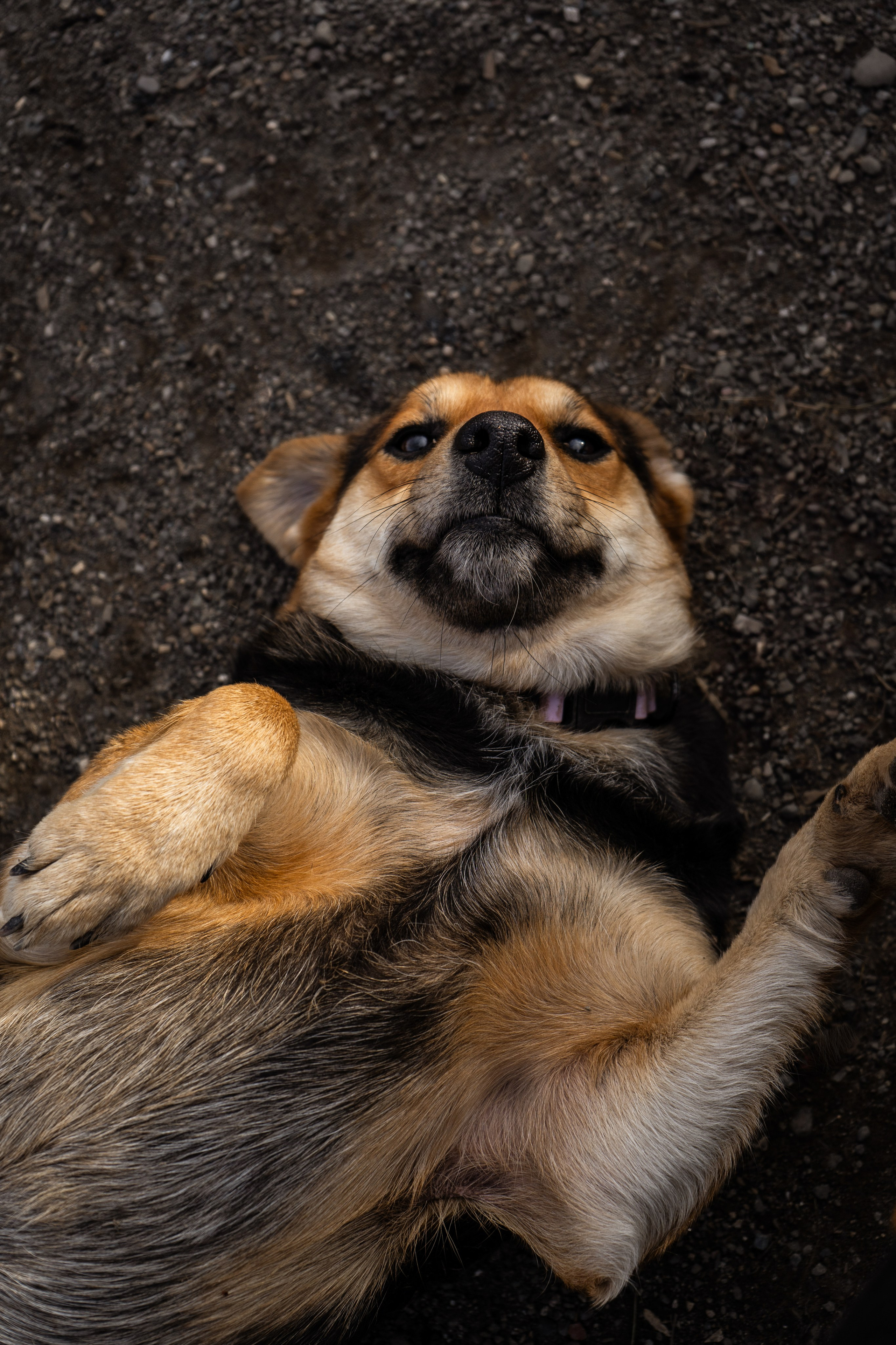 Pets. Makaroshkassirom — photographer in Minsk