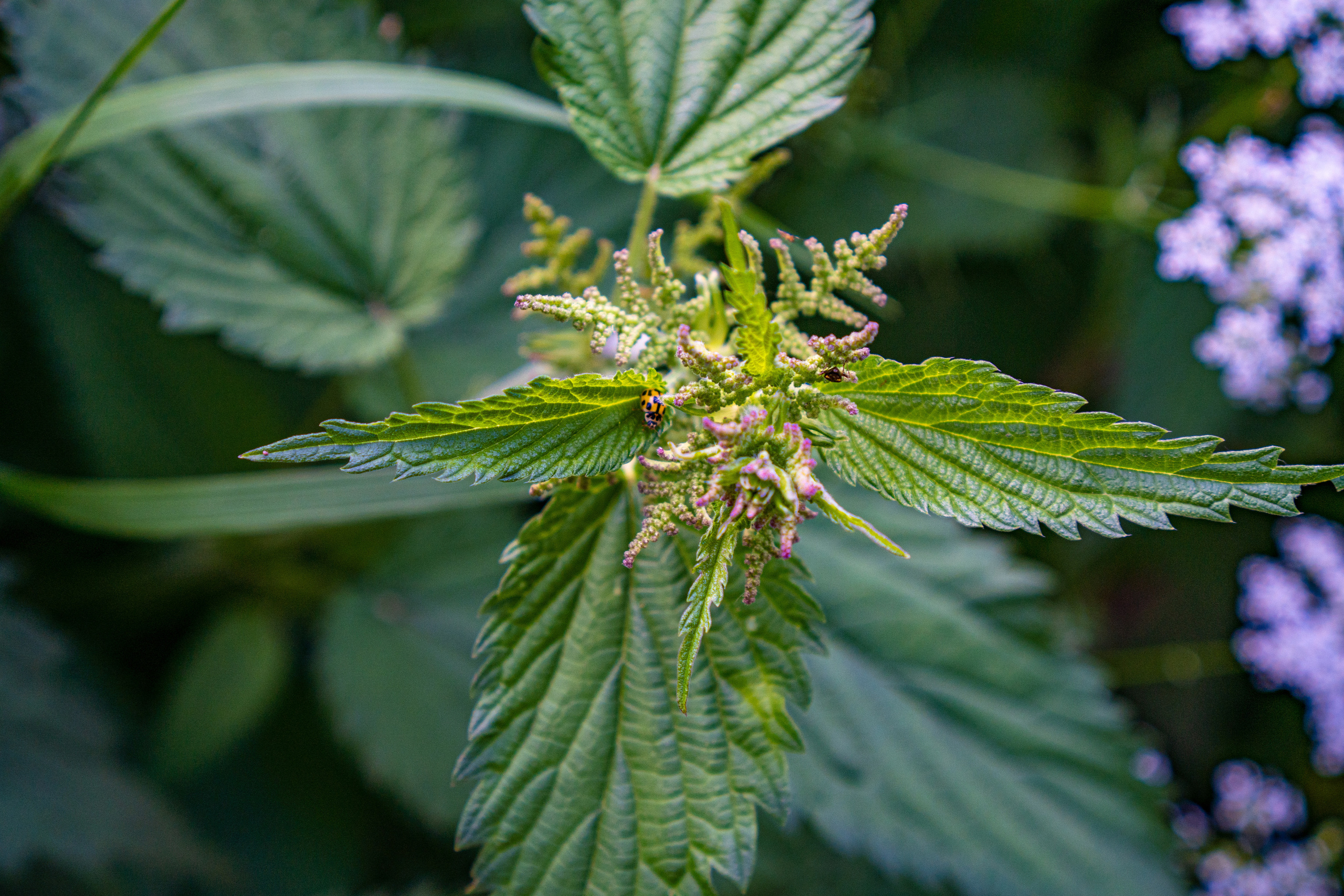 Прогулки в Суздали. Фотограф. Москва. Алексей Светомиров. Love Story, портретная съемка