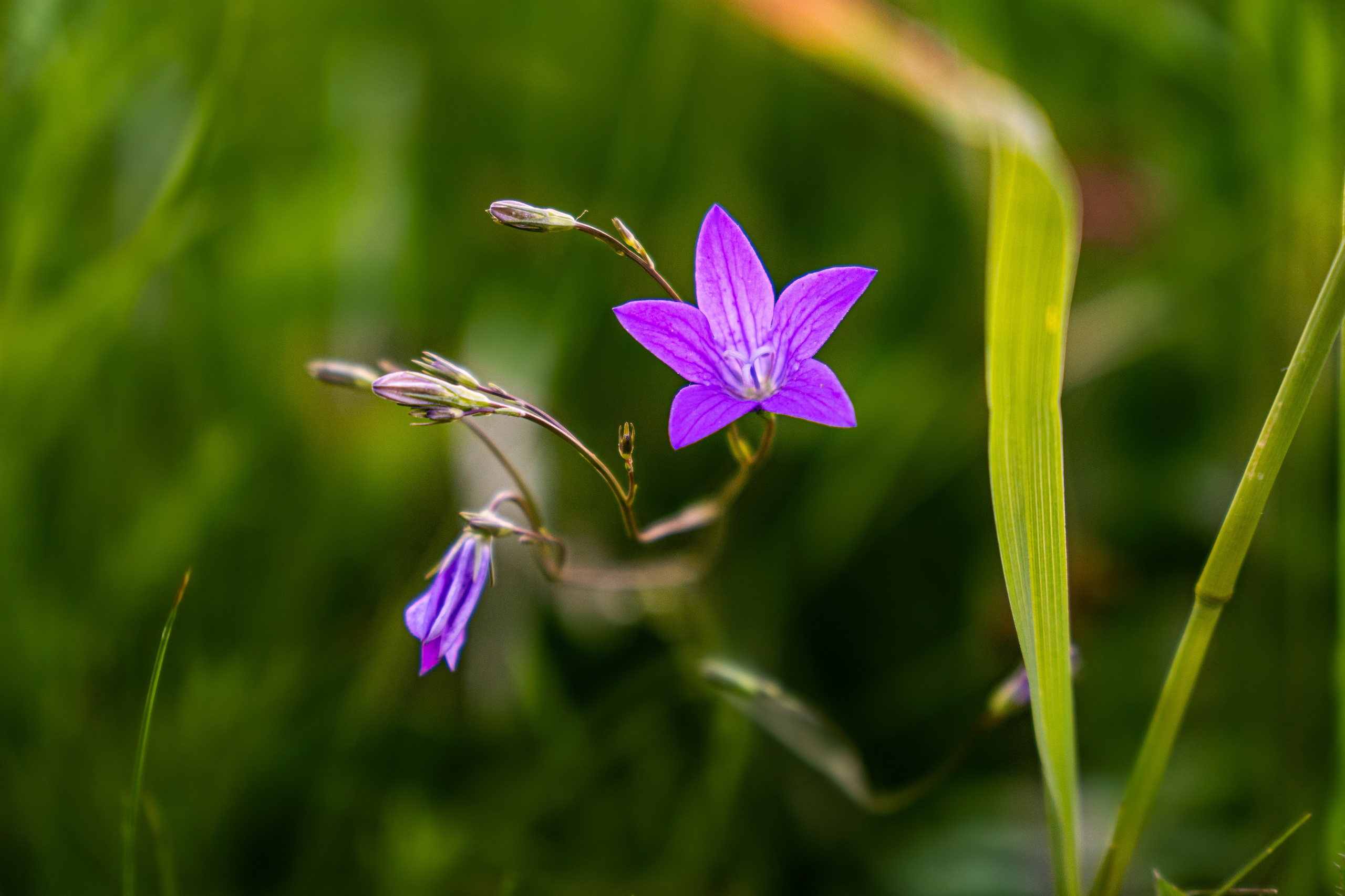Купало. Фотограф. Москва. Алексей Светомиров. Love Story, портретная съемка
