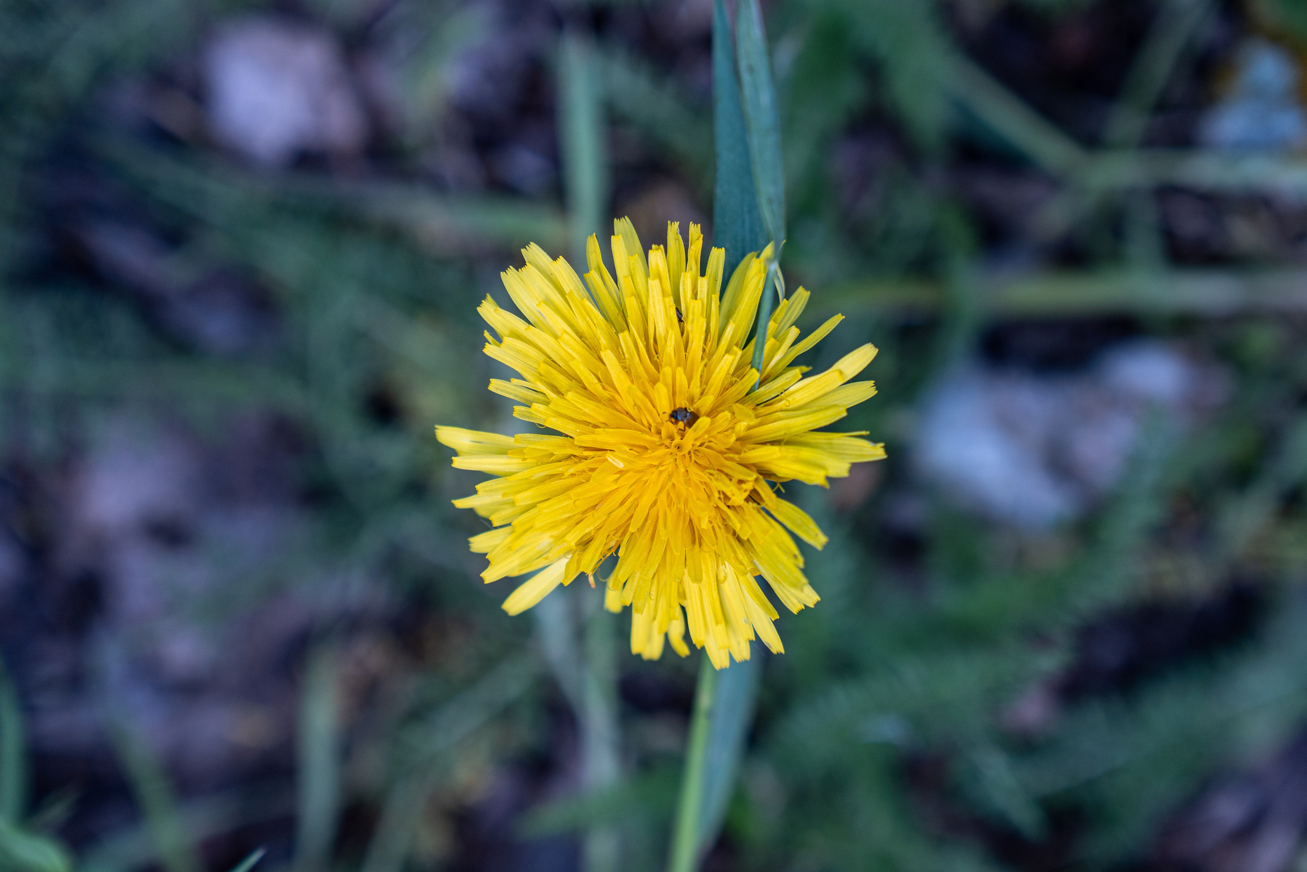 Ярга-фест. Фотограф. Москва. Алексей Светомиров. Love Story, портретная съемка