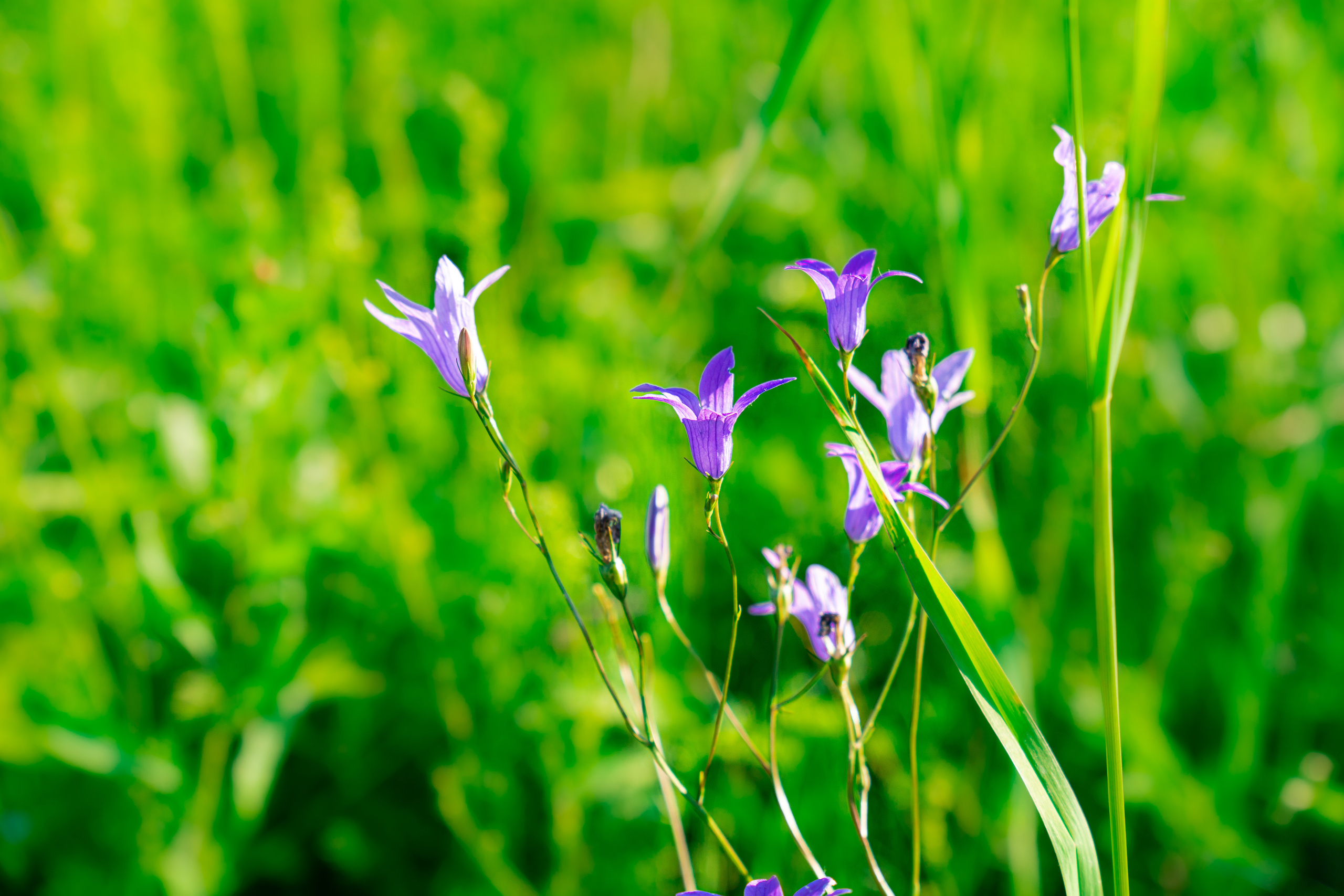 Купало. Фотограф. Москва. Алексей Светомиров. Love Story, портретная съемка