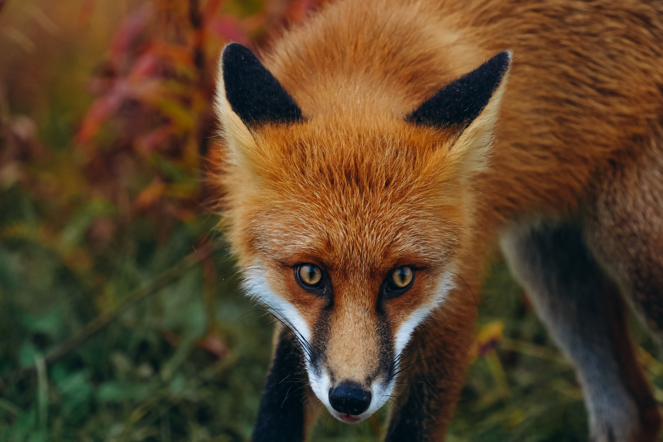СЕВЕР. Event фотограф Степанова Александра