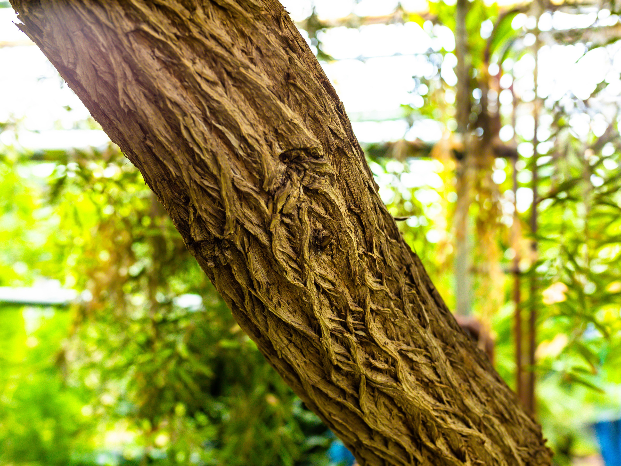 Фотографии природы Липецка. Свадебный и семейный фотограф Виолетта в Липецке
