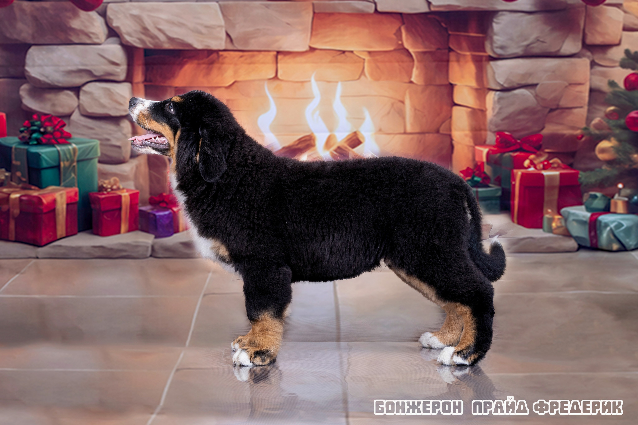 Бонжерон прайд. Фотограф 📸 семейный, предметный, репортажный