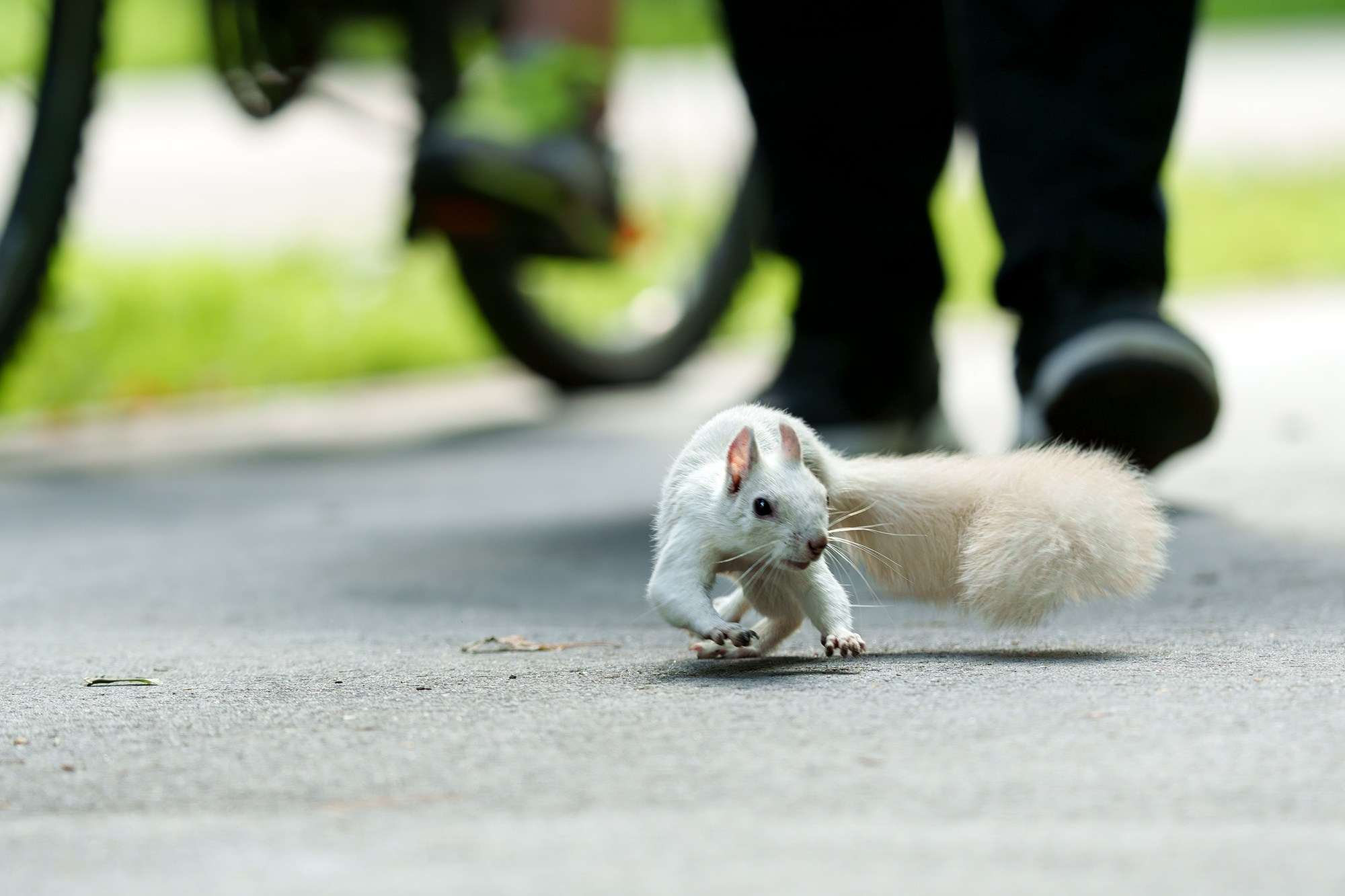 Животные. Ваш личный фотограф Марина Волкова
