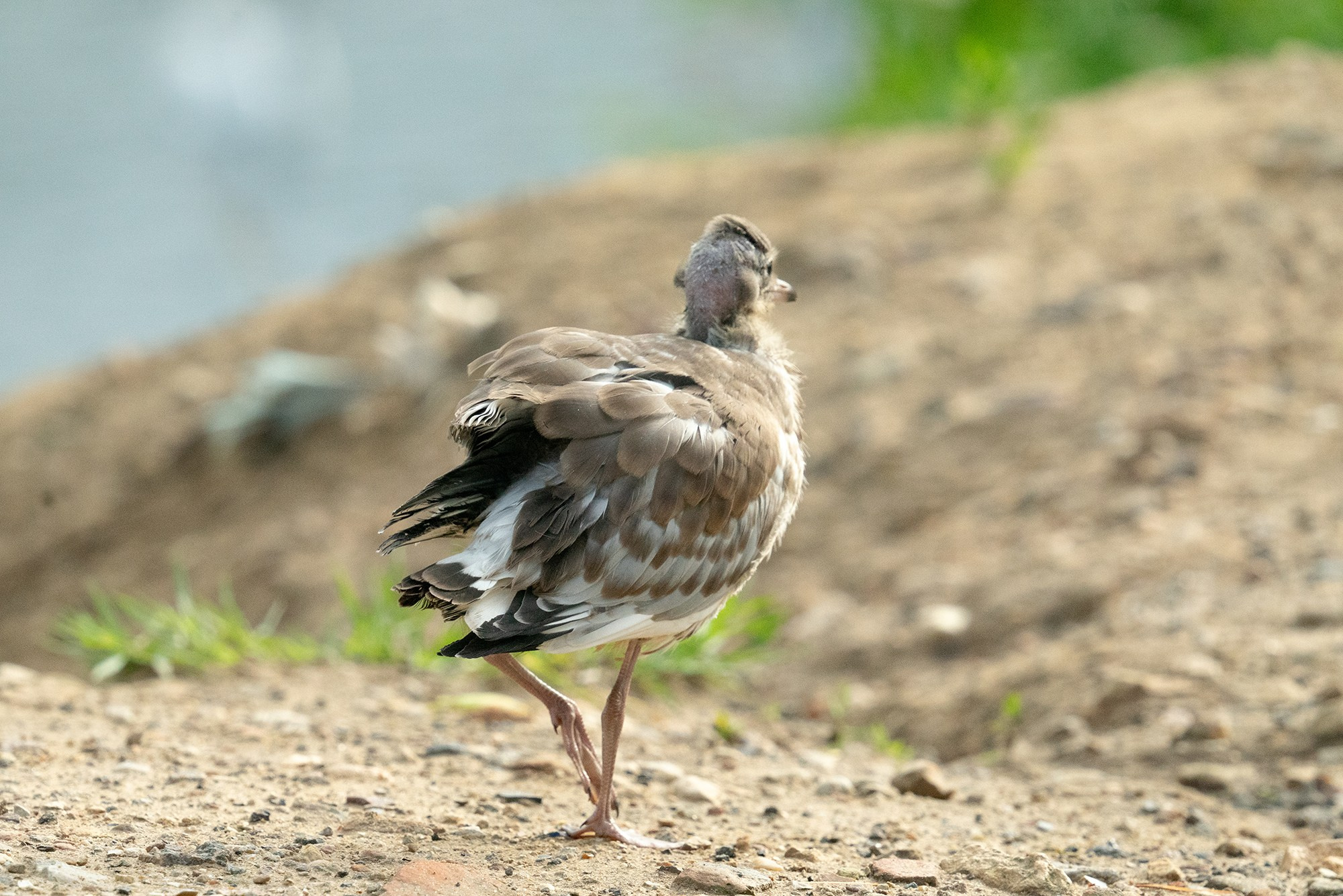 Удивительные мир птиц. Вокруг нас столько прекрасного — присмотритесь!. Ваш личный фотограф Марина Волкова