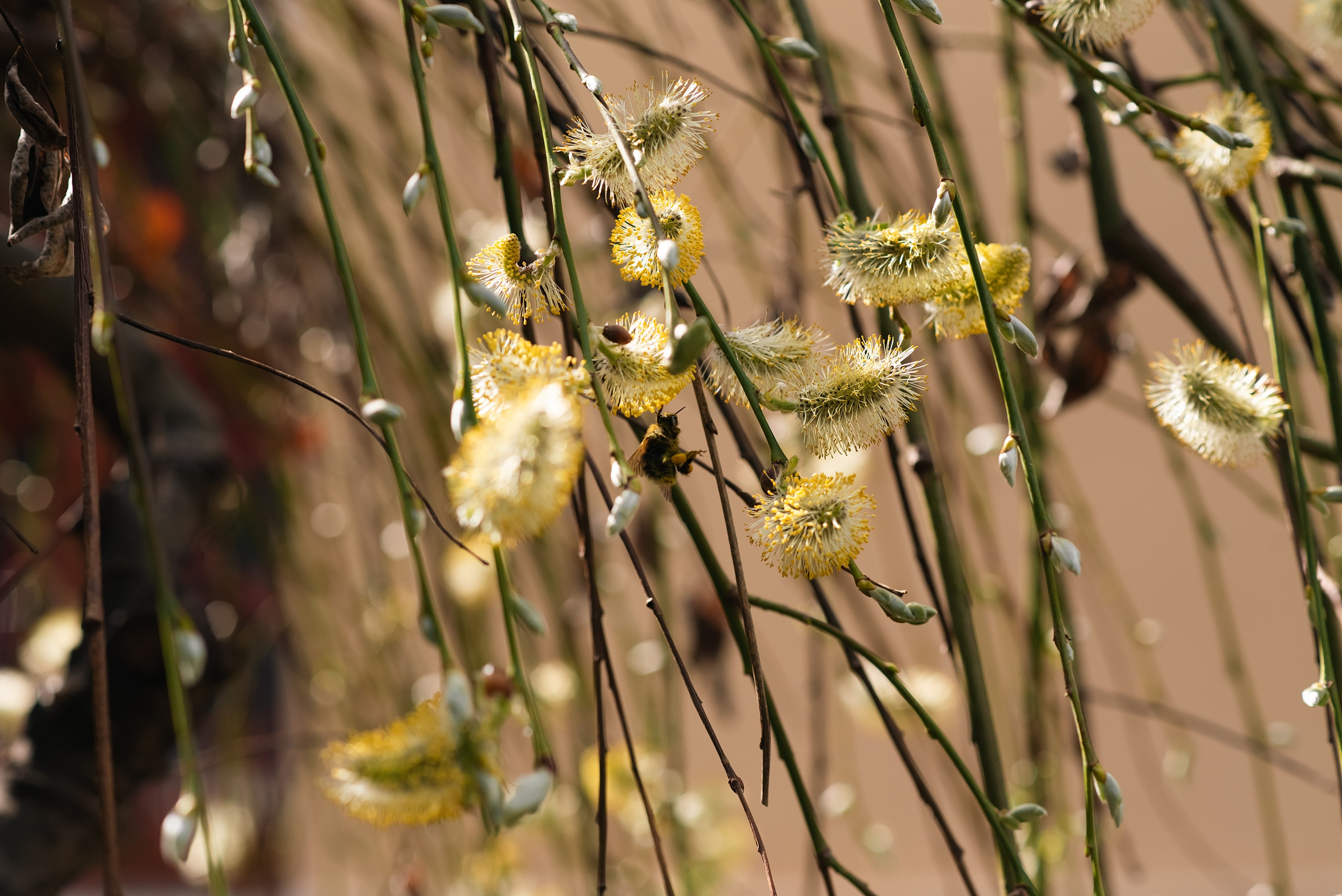 Благовещение. Фотограф, визажист. Москва