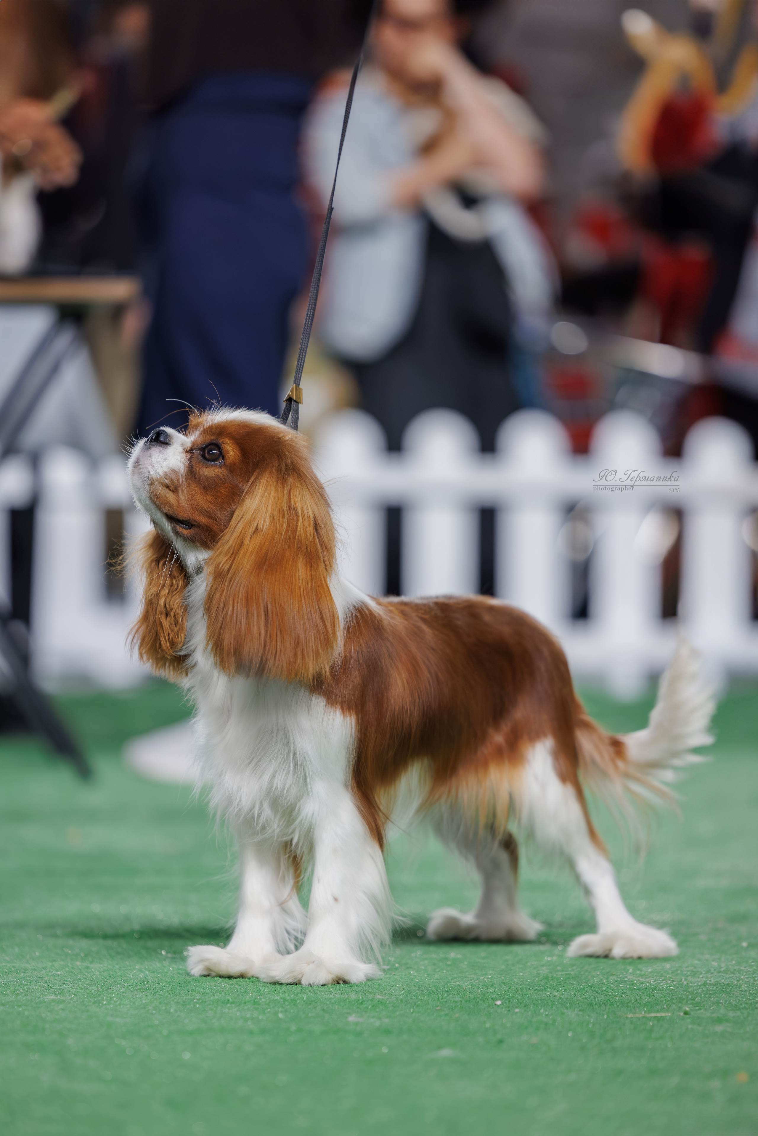 Телави 11-12.10.2025. Фотограф-анималист Юлия Германика