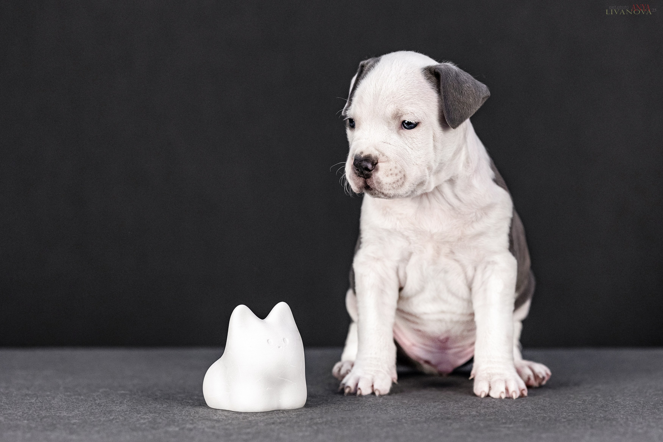 Стаффик. Фотограф анималист Аня Ливанова | Рыбинск