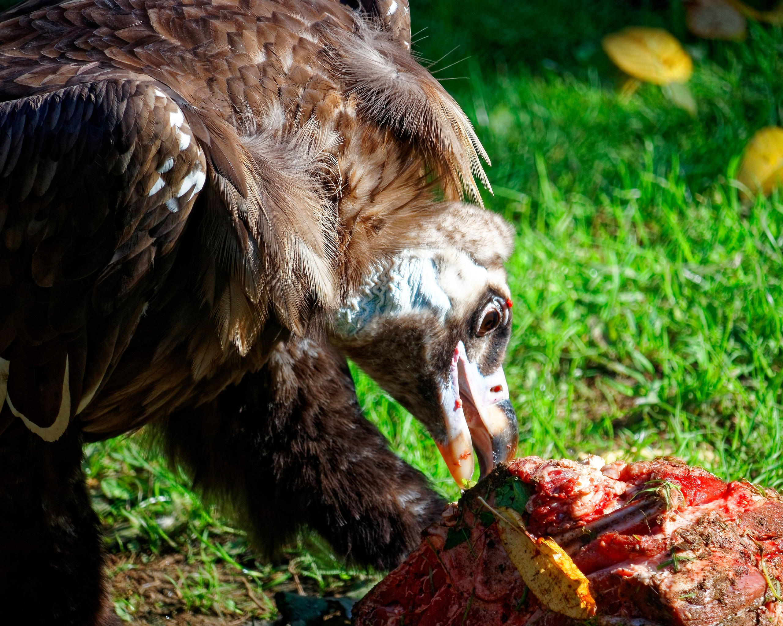 МОСКОВСКИЙ ЗООПАРК. Фотограф Владимир Роля