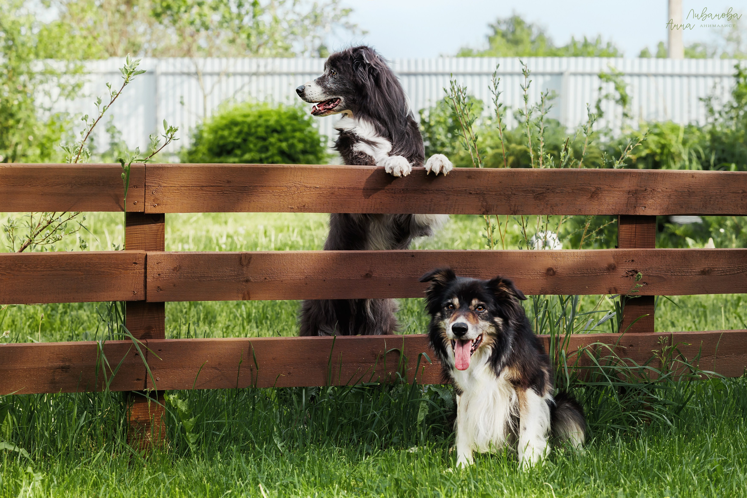 Рита и Ко. Фотограф анималист Аня Ливанова | Рыбинск