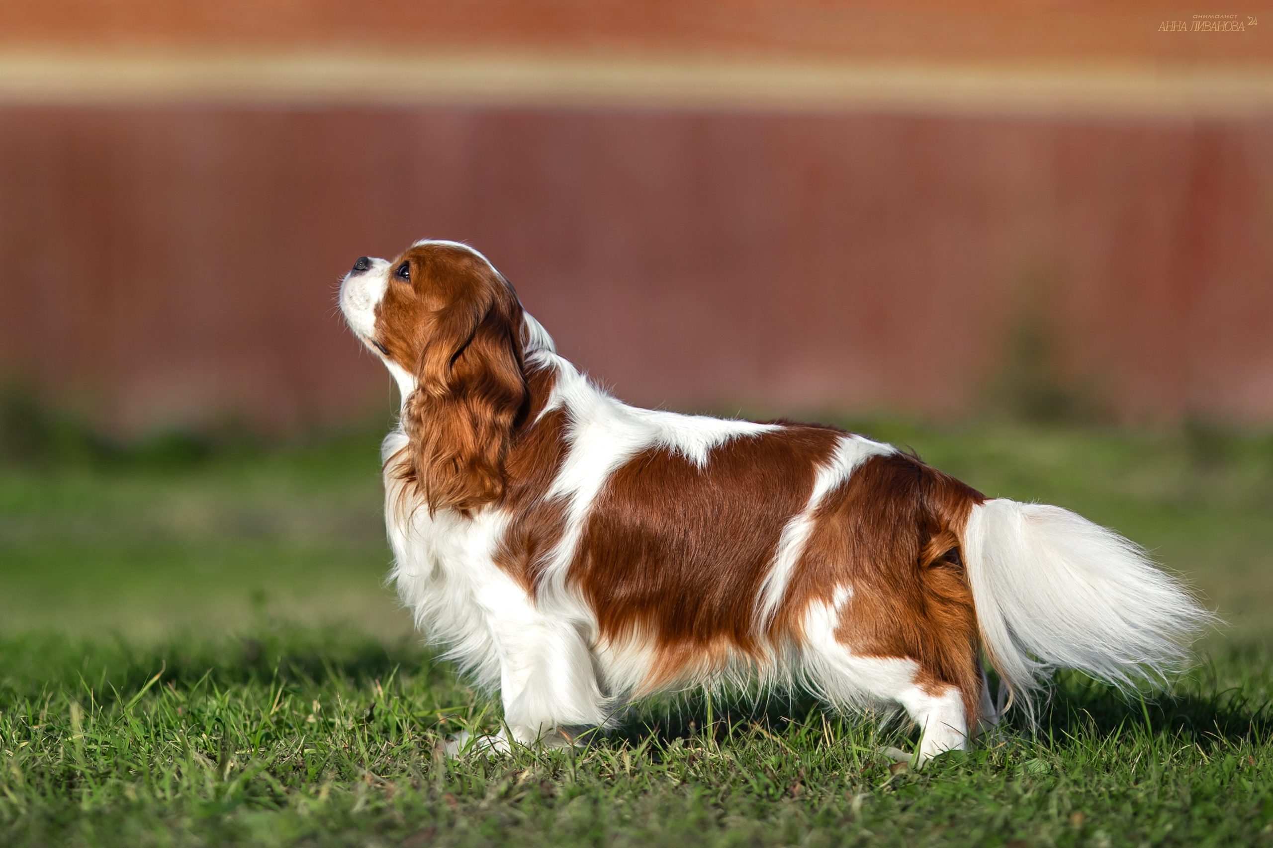 Кавалеры. Фотограф анималист Аня Ливанова | Рыбинск