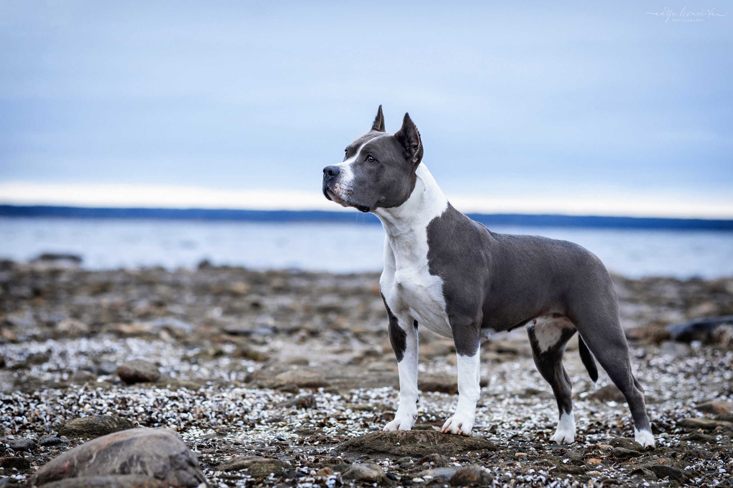 Деля. Фотограф анималист Аня Ливанова | Рыбинск