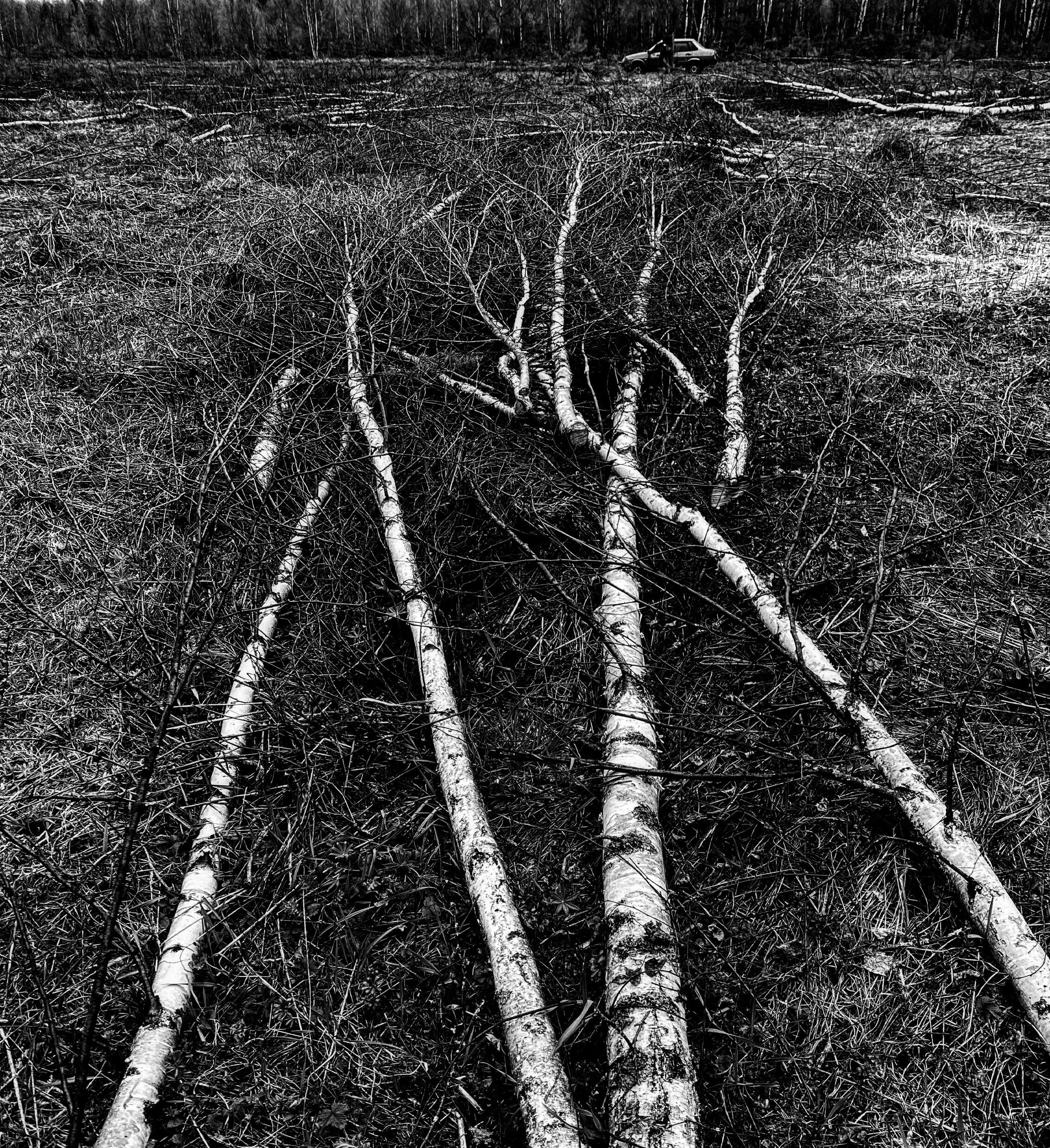 Работы с телефона. Свадебный фотограф в Москве Сафонова Анна