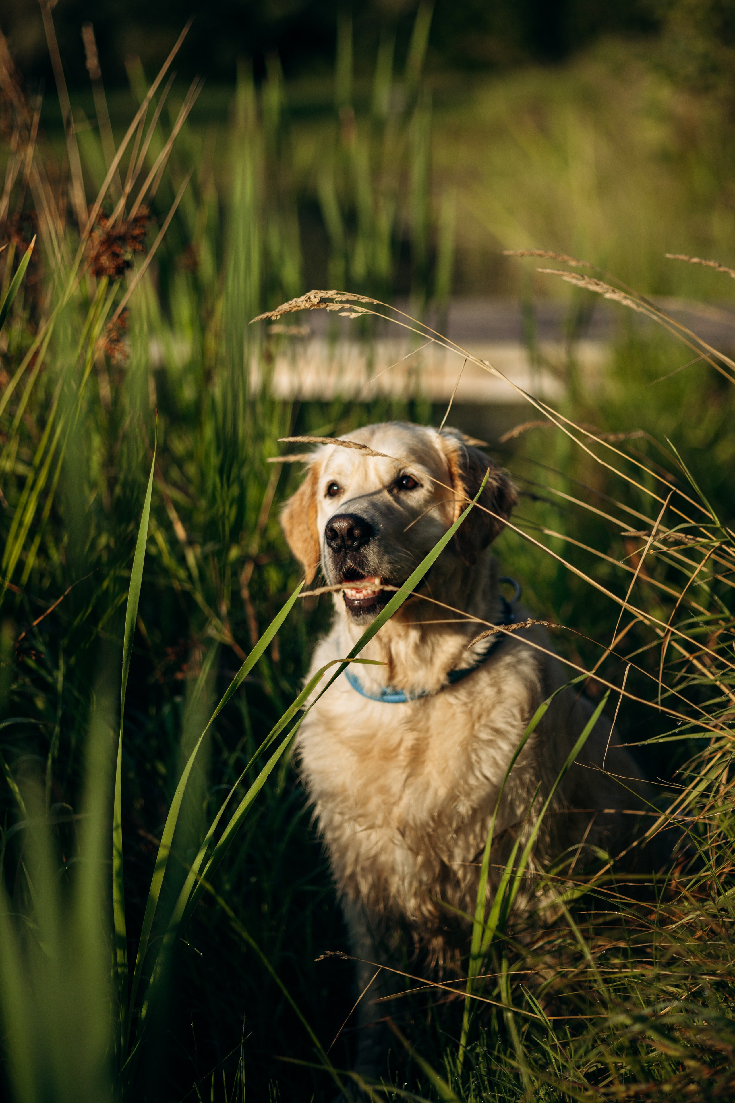 Ирина и ее золотинки. Фотограф — Анималист | Санкт-Петербург