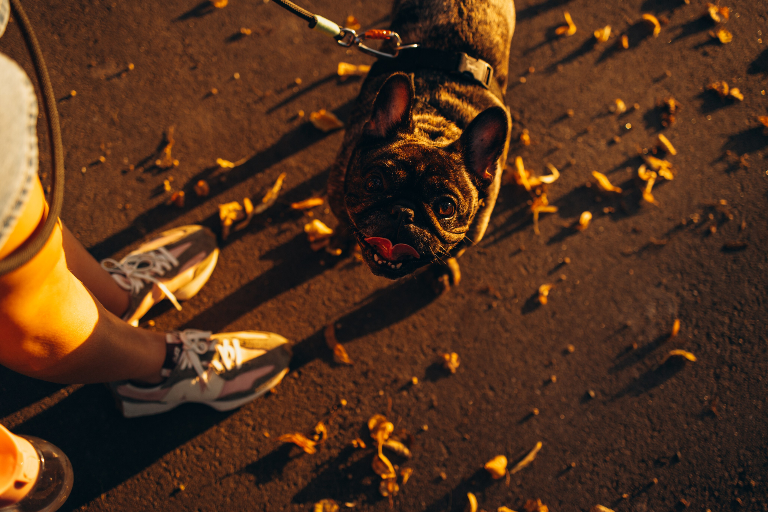 Олеся и Луи. Фотограф — Анималист | Санкт-Петербург