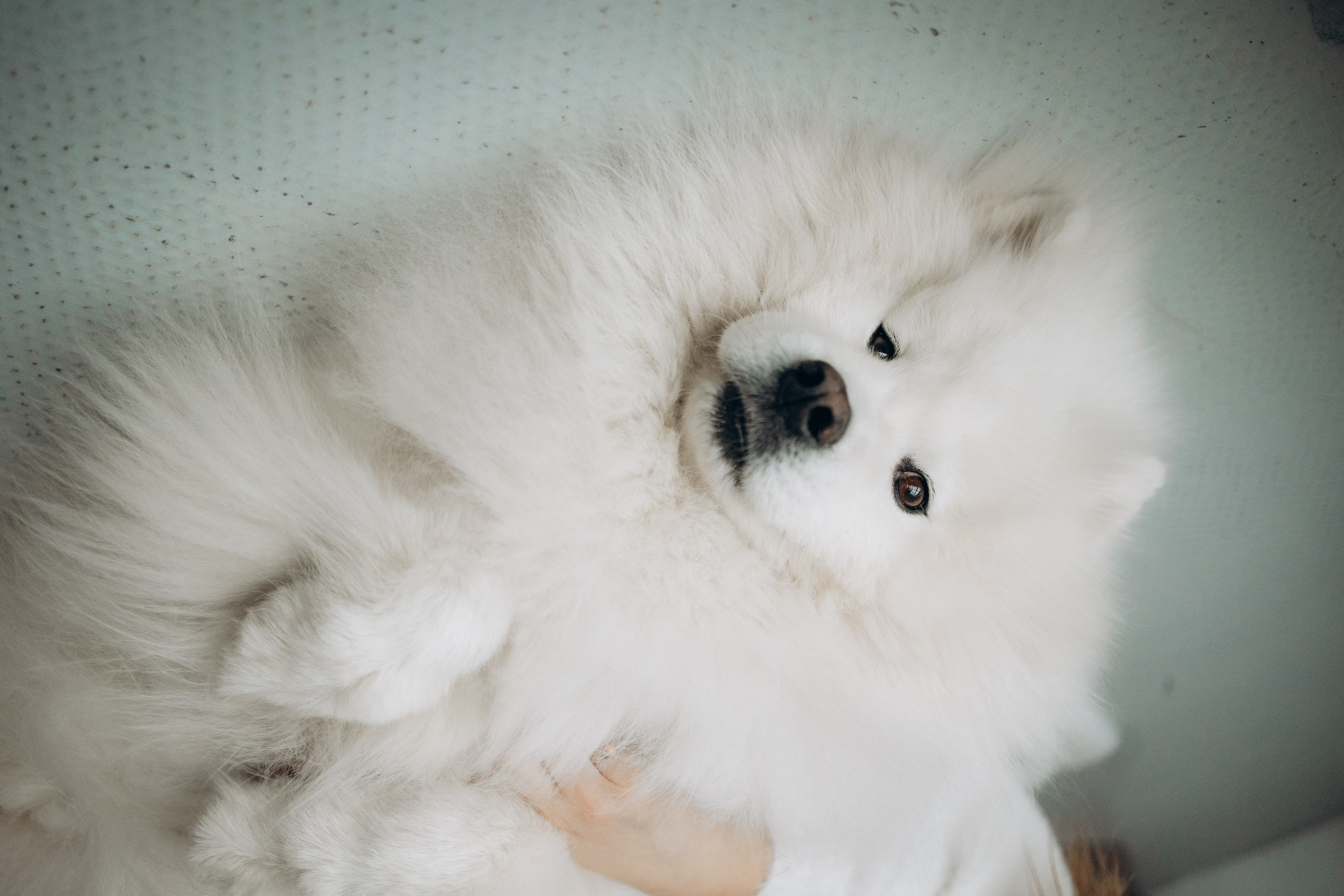 Настя и Кристофер. Фотограф — Анималист | Санкт-Петербург