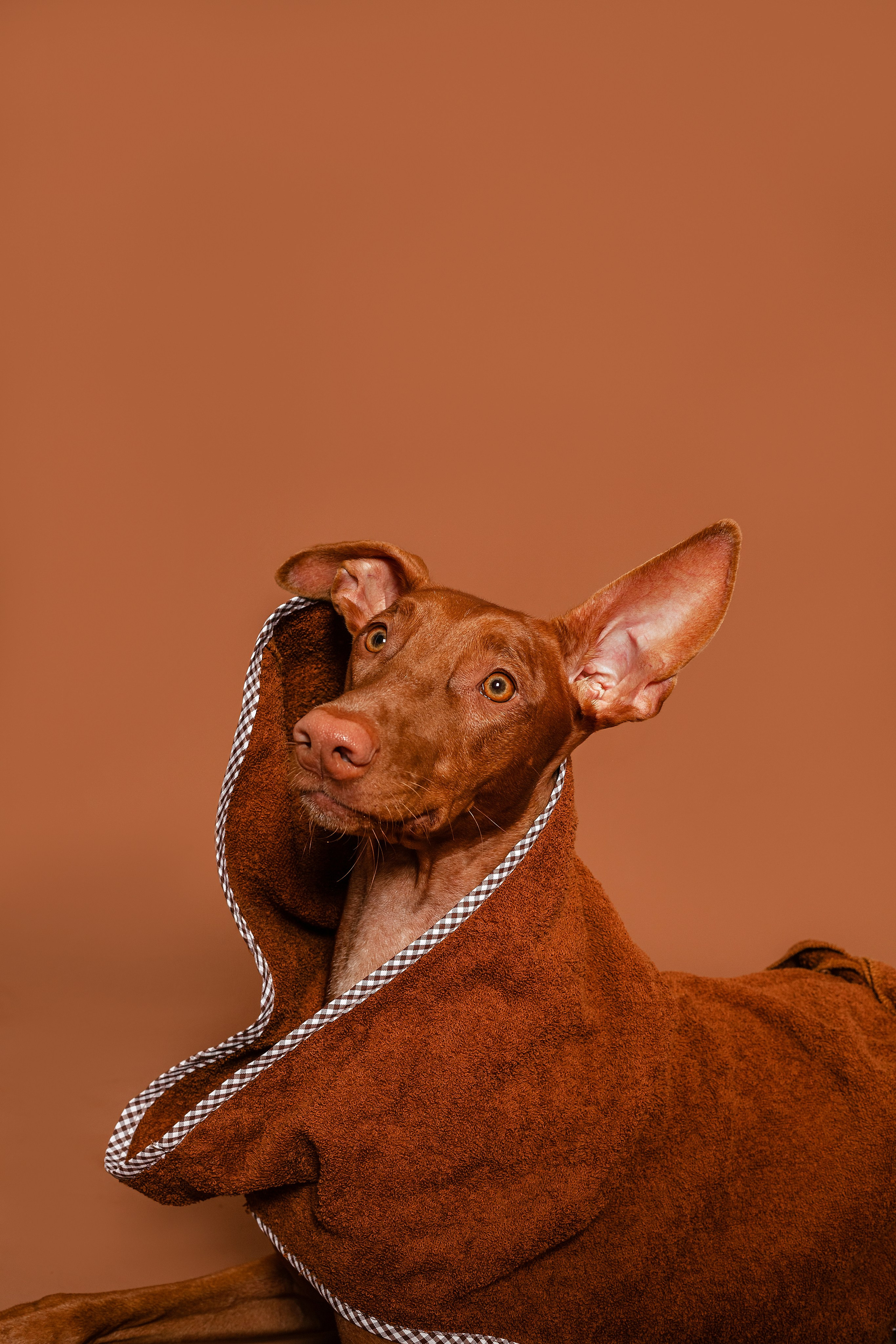 Съемка для бренда TEDDYBOY. Фотограф-анималист Татьяна Степанова