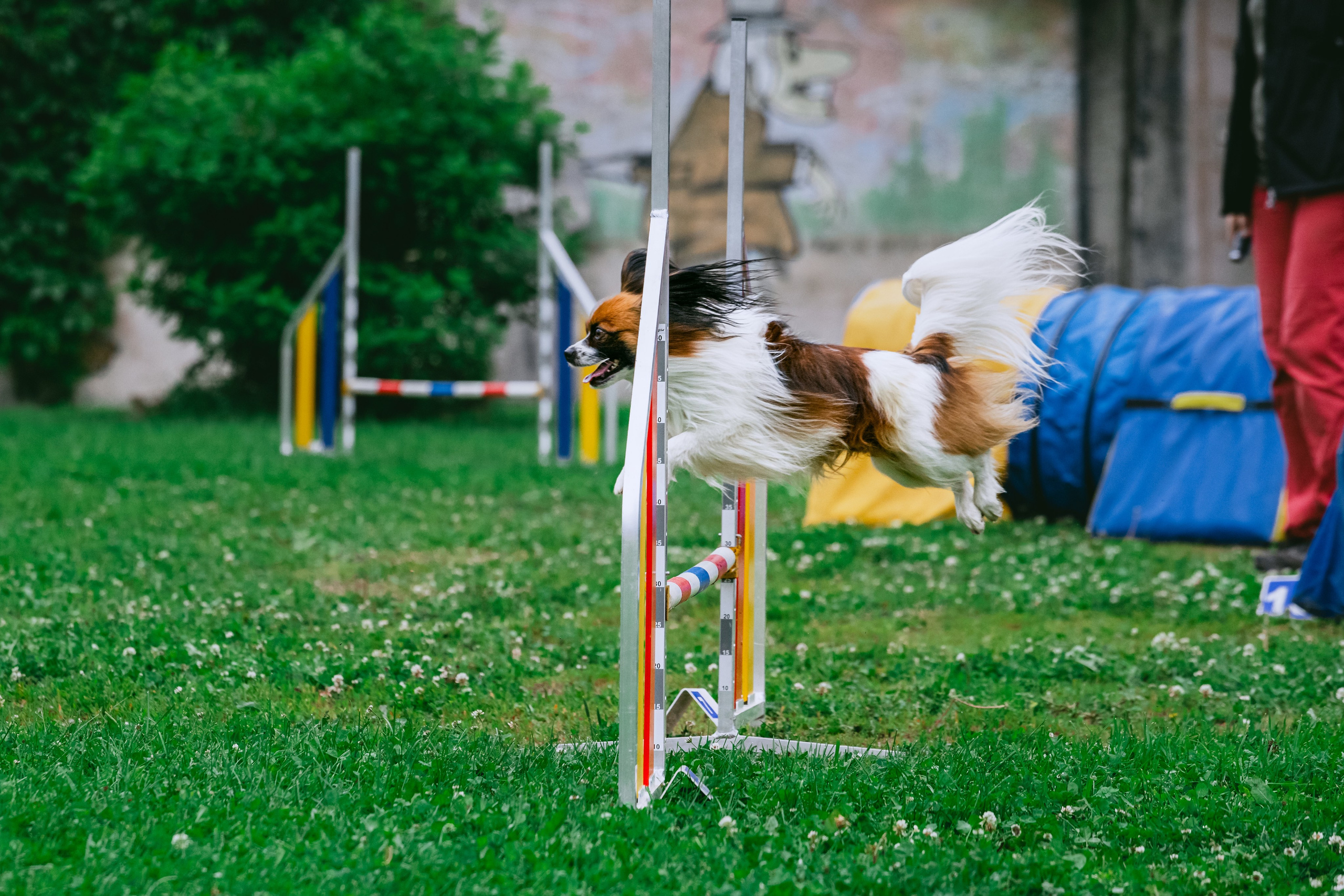 Соревнования по аджилити Долгопрудный 30.06.2025. Фотограф-анималист Татьяна Степанова