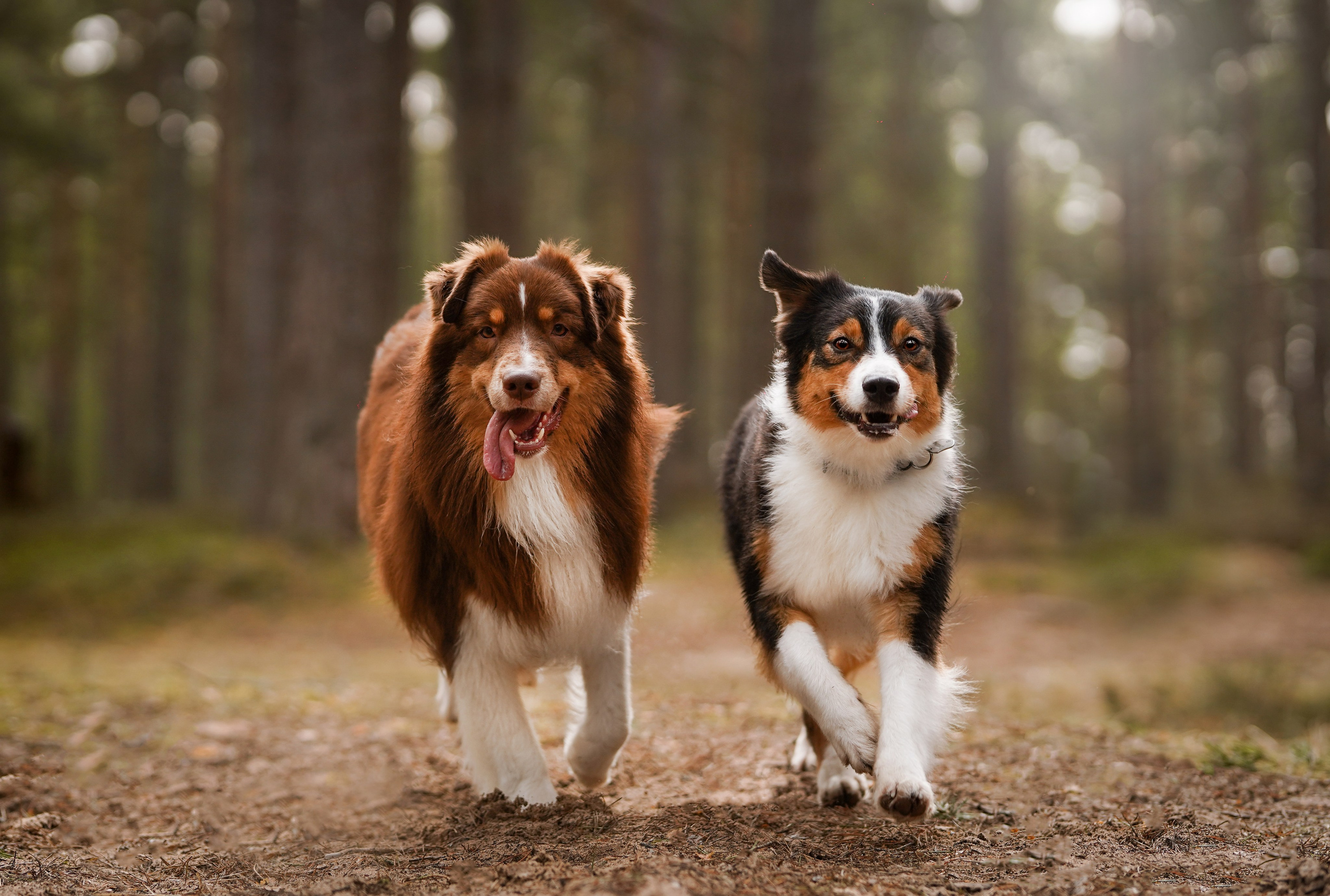 Аусси на Ладоге. Фотограф-анималист в Санкт-Петербурге Яна Мартынова