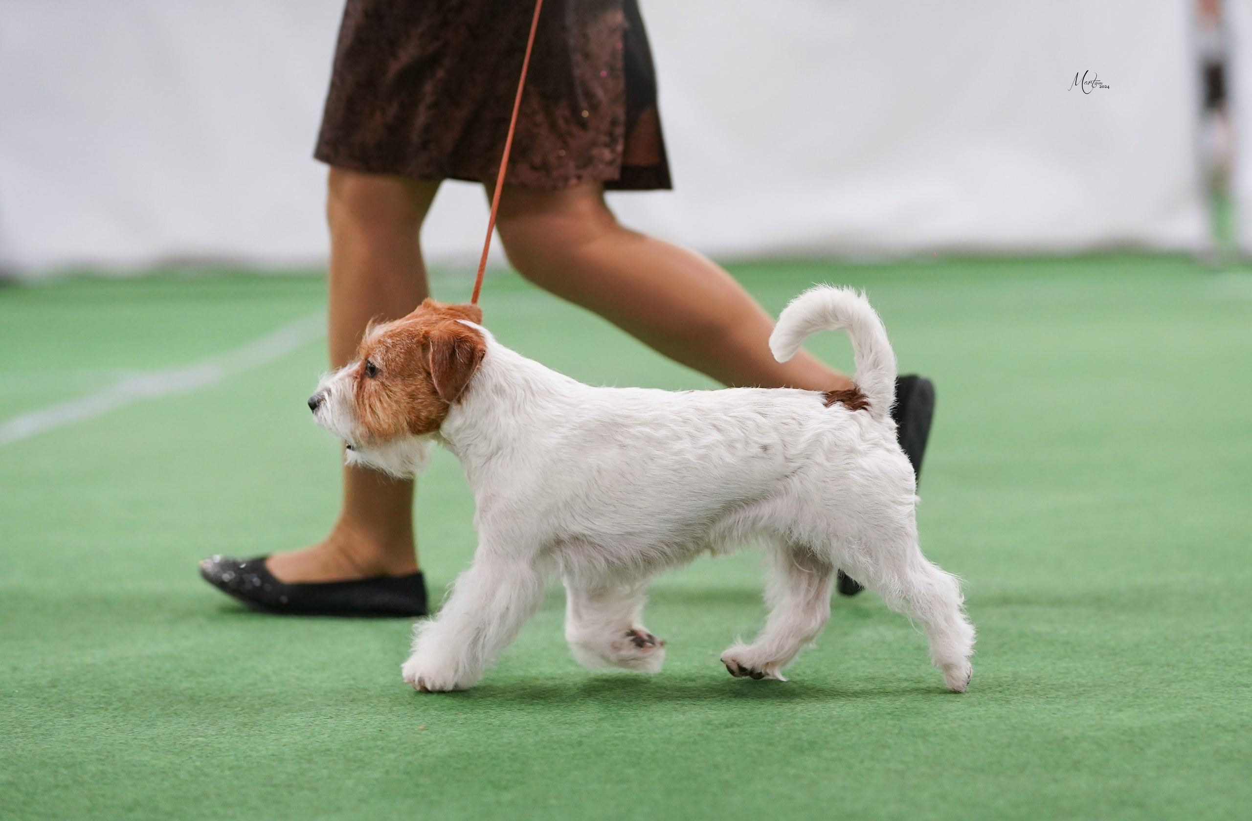 Выставки 2024. Фотограф-анималист в Санкт-Петербурге Яна Мартынова
