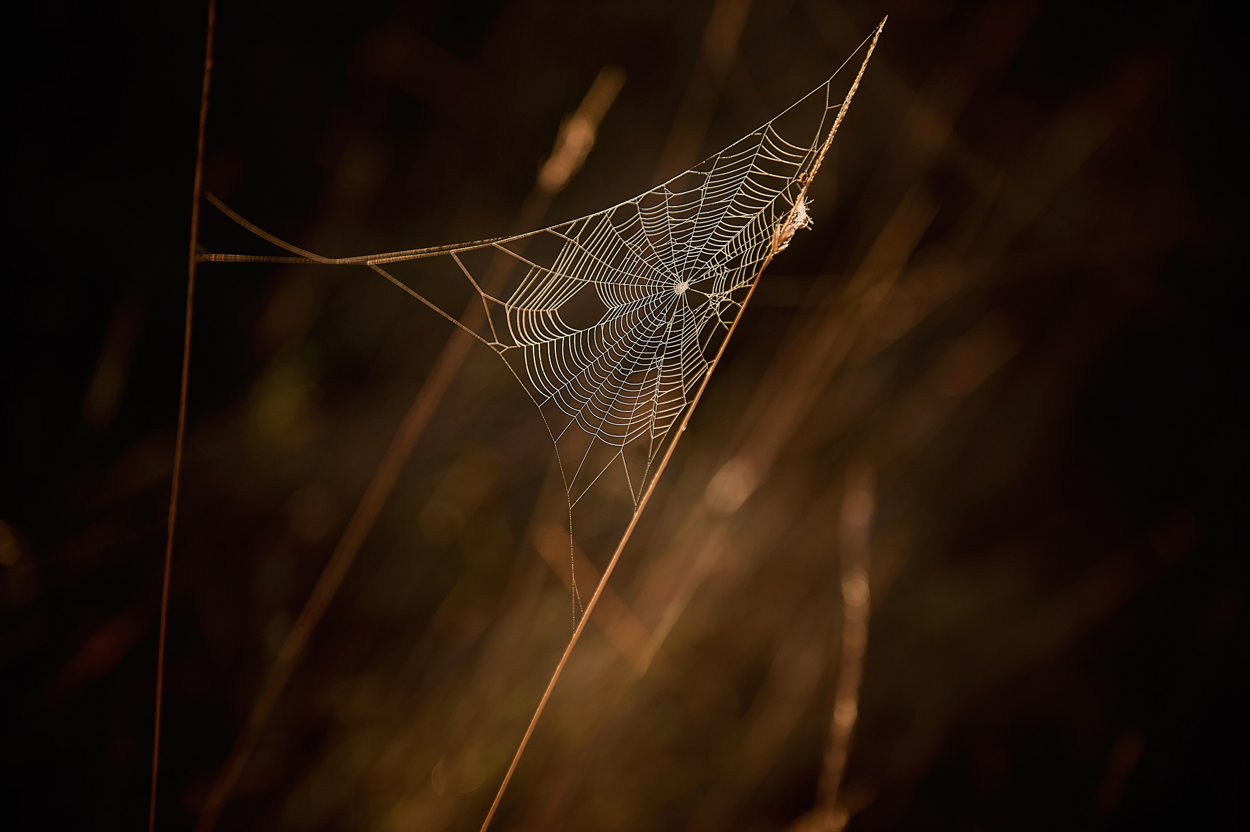 ФОТОПРОГУЛКИ. Фотограф Вера Демидкова