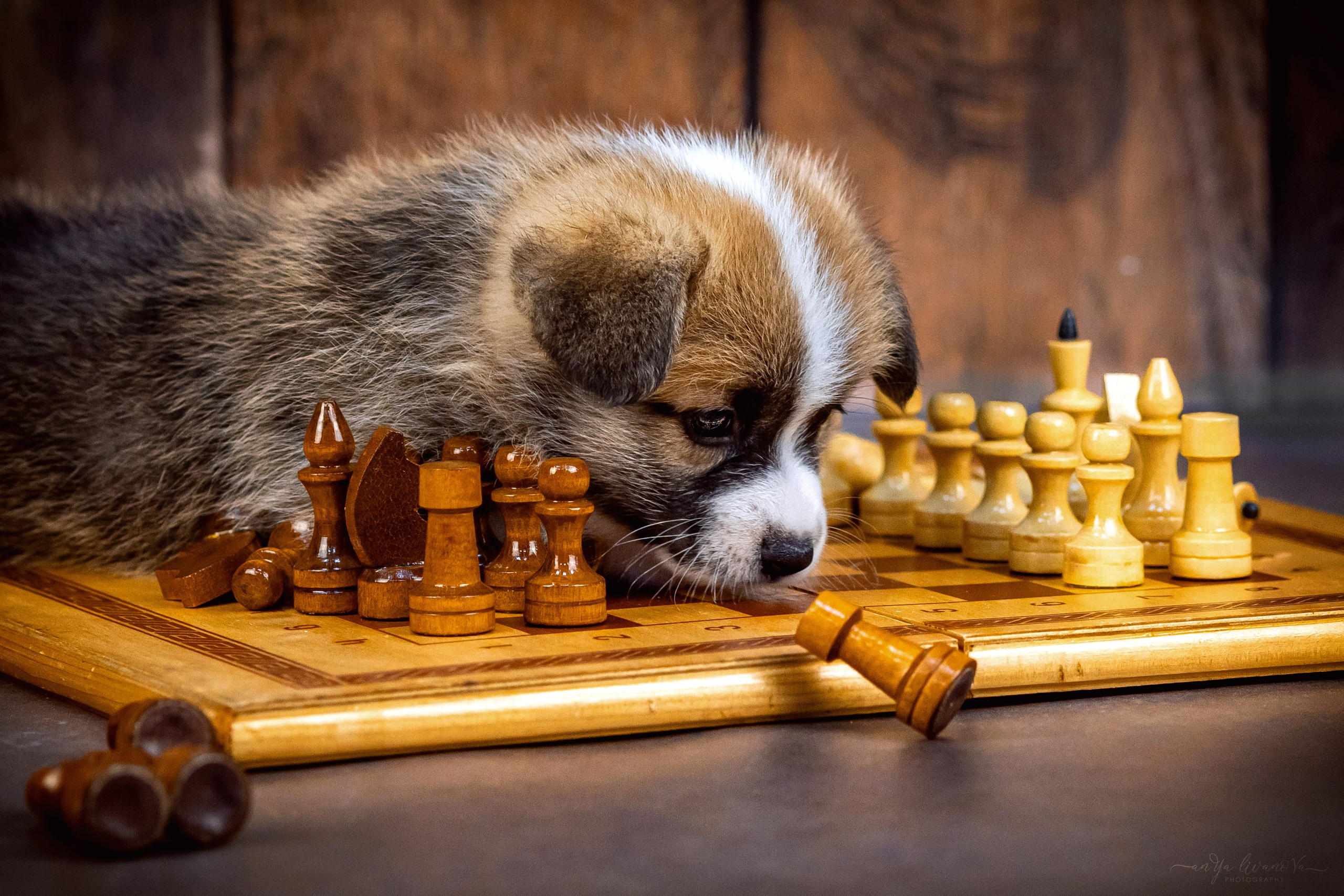 Коржики. Фотограф анималист Аня Ливанова | Рыбинск