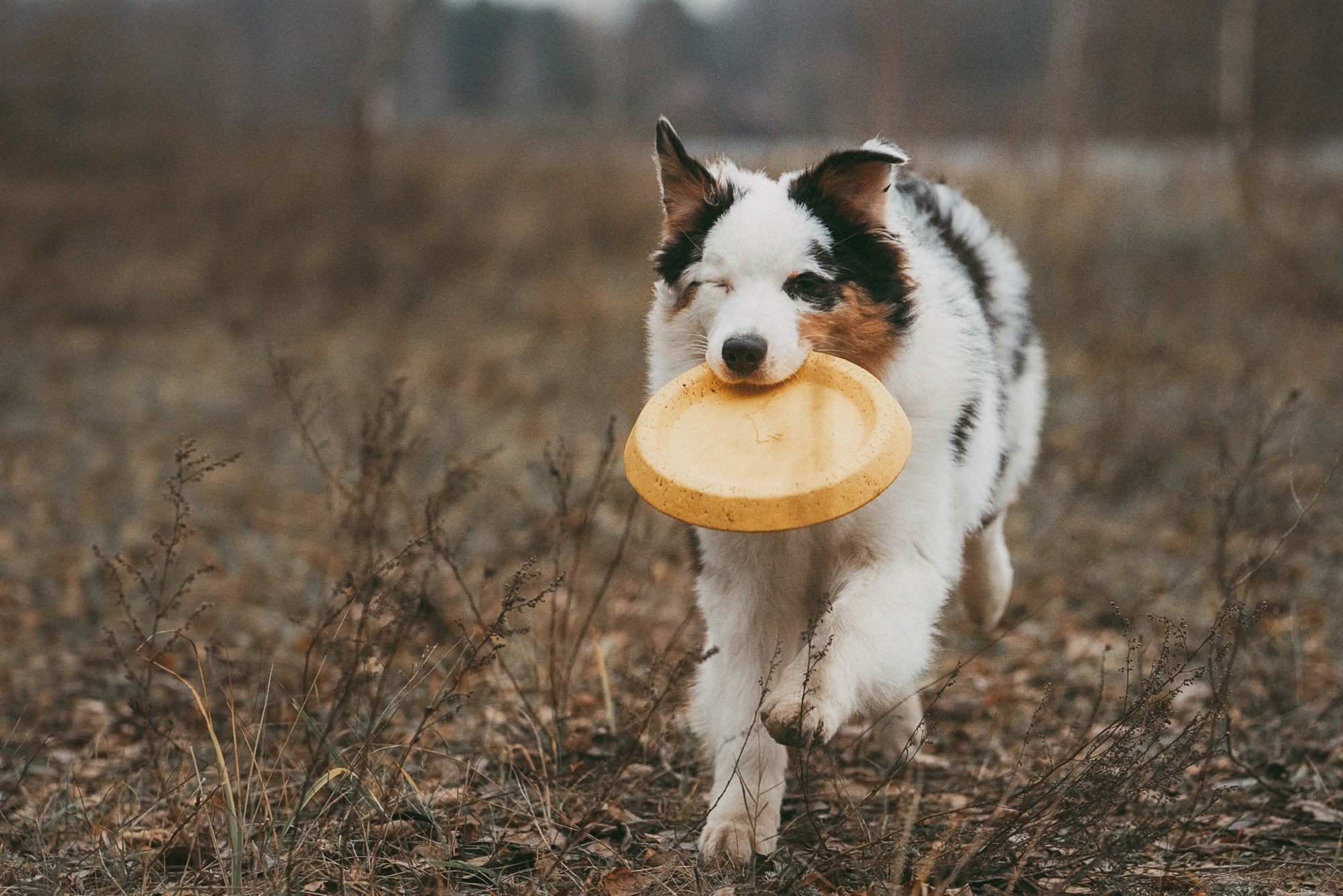 Лиза и Бублик. Фотограф анималист в Москве и Санкт-Петербурге Свиридова Анна