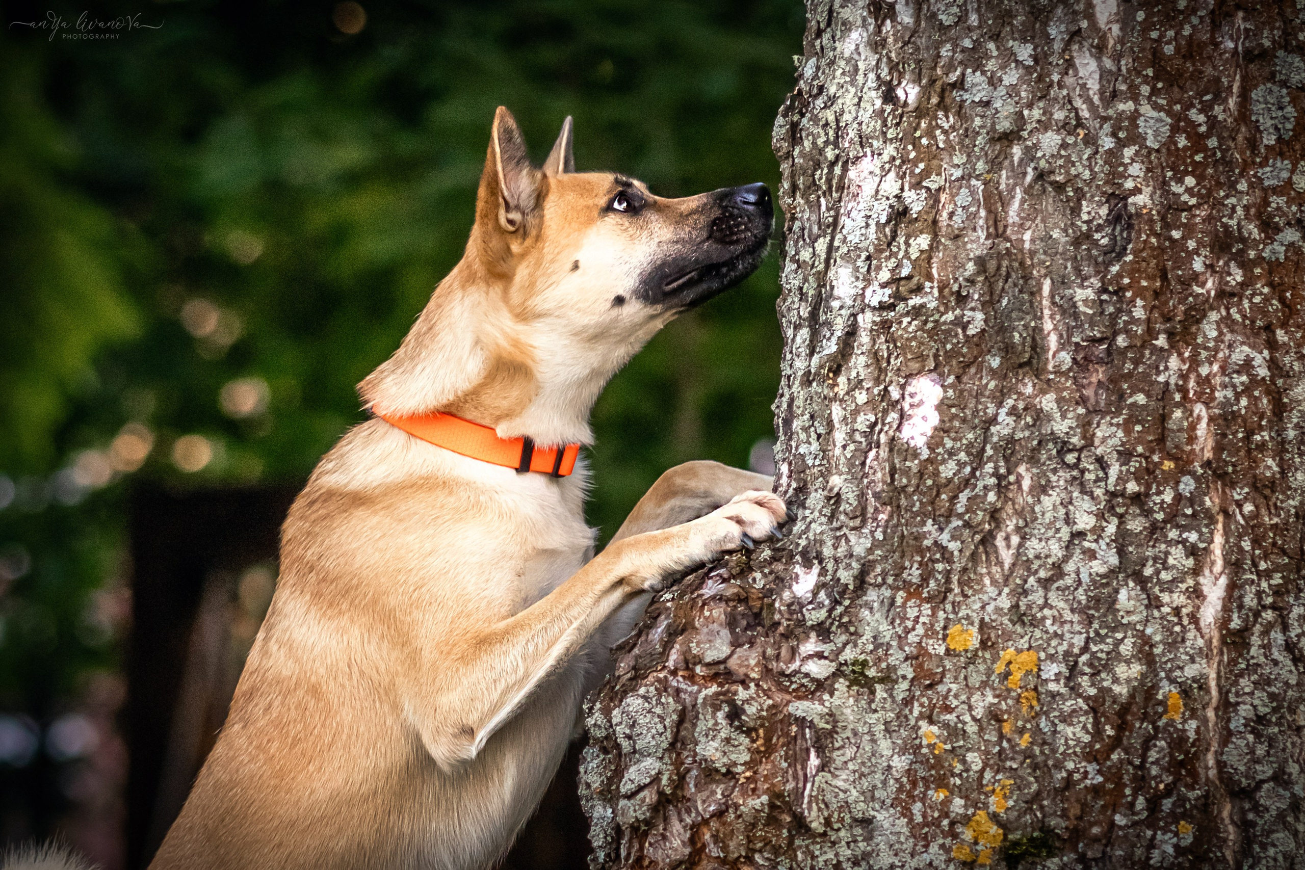 Лиза и Юки. Фотограф анималист Аня Ливанова | Рыбинск