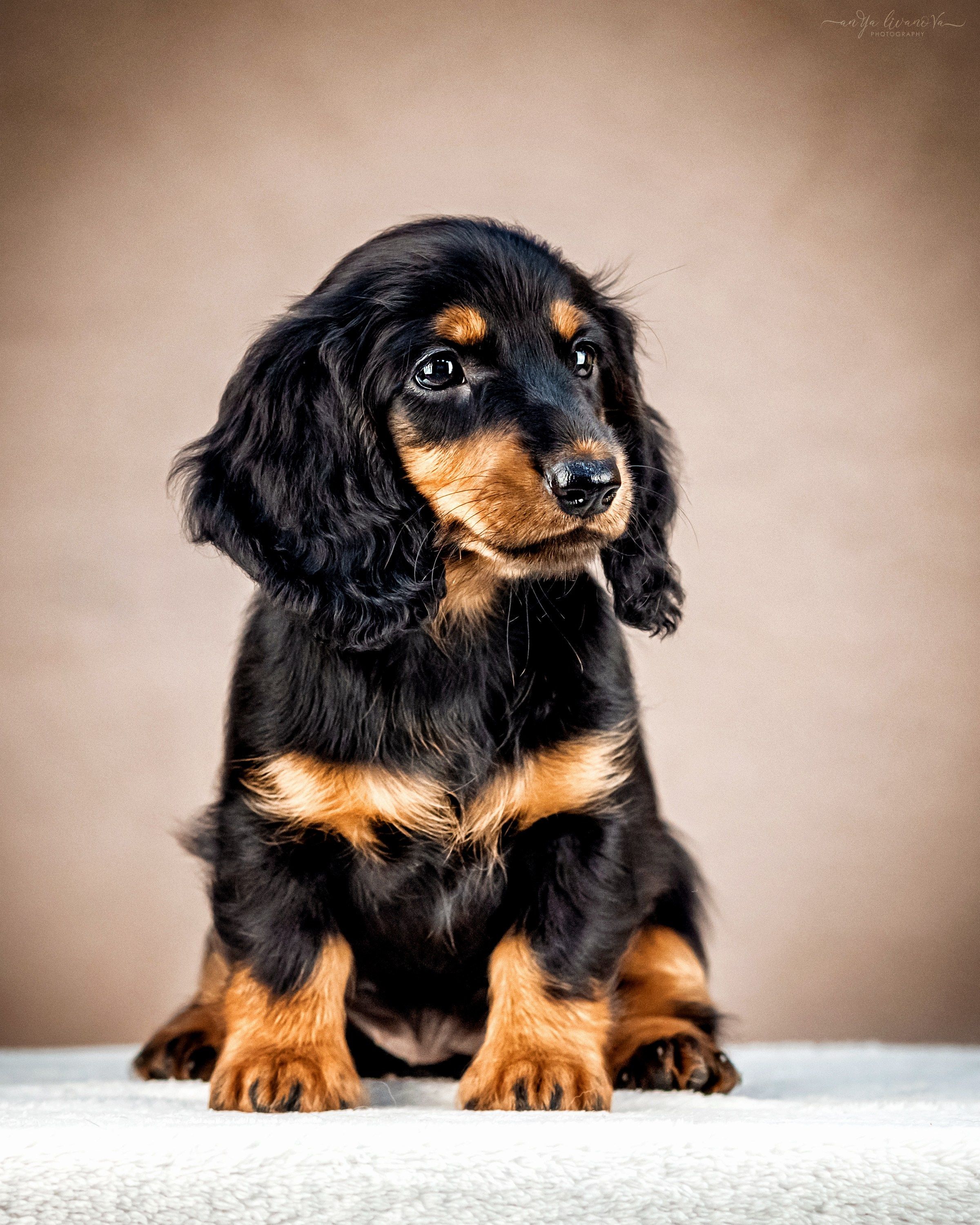 Таксята. Фотограф анималист Аня Ливанова | Рыбинск