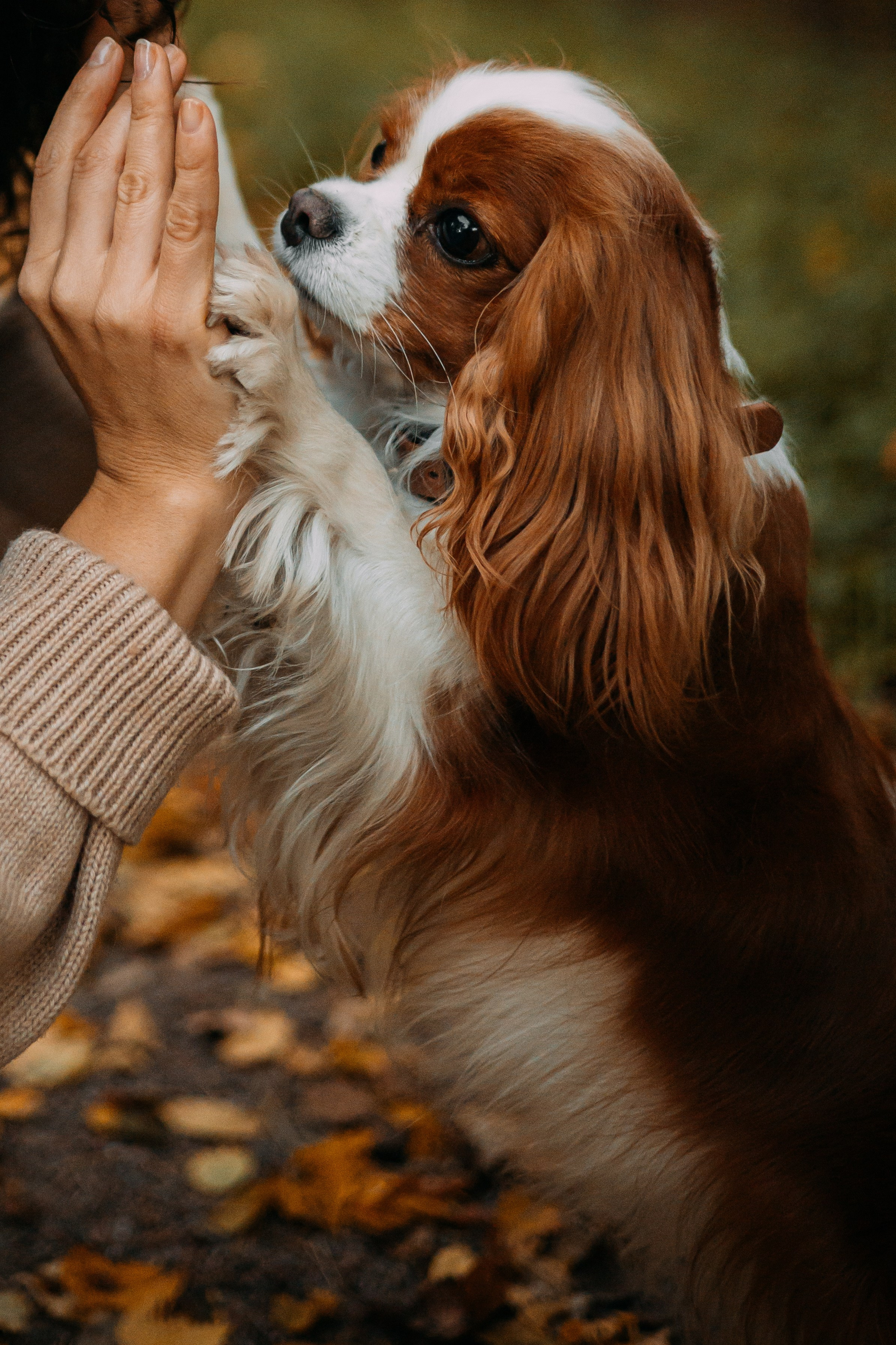 Снежанна и Тесси. Фотограф — анималист •love-story•|Санкт-Петербург