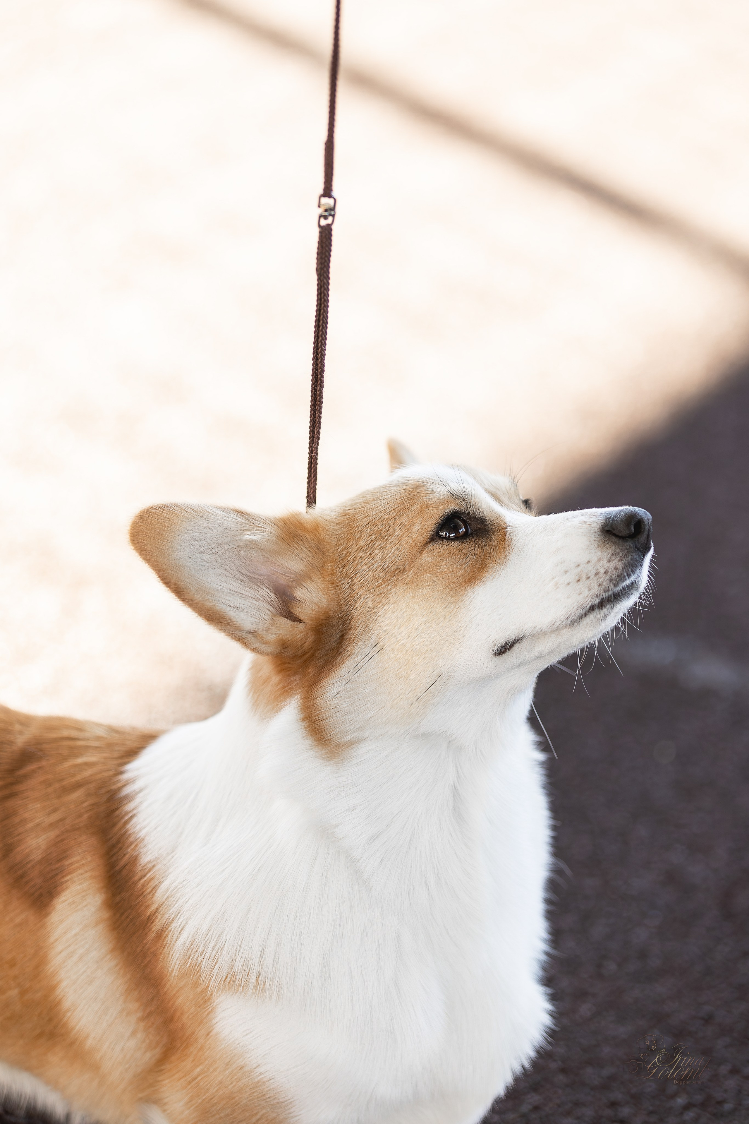 Выставка 25.02.2024. Ирина Голомб|Фотограф-анималист в  Сочи и Калининграде
